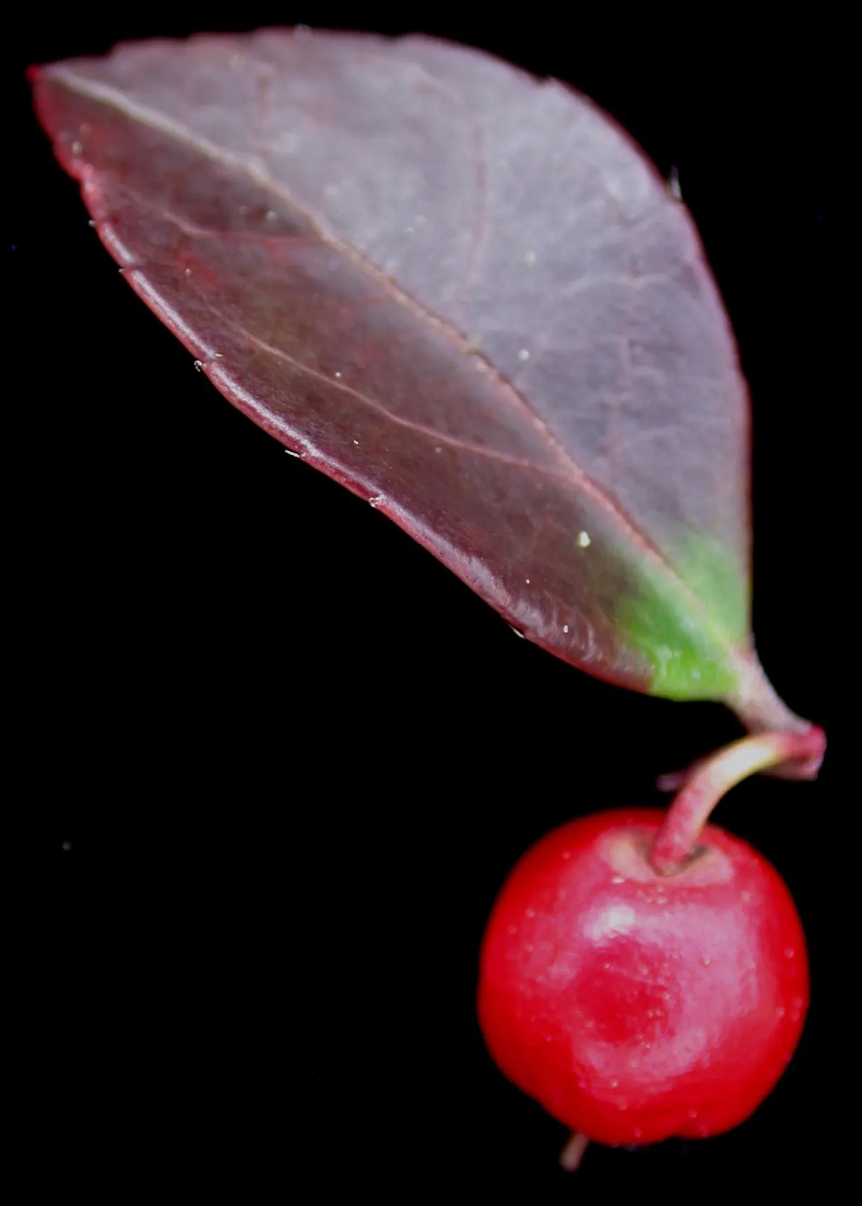 Creeping Wintergreen (Gaultheria Procumbens) — bell-shaped white or pinkish flowers that bloom in the summer and develop into bright red berries, image 61