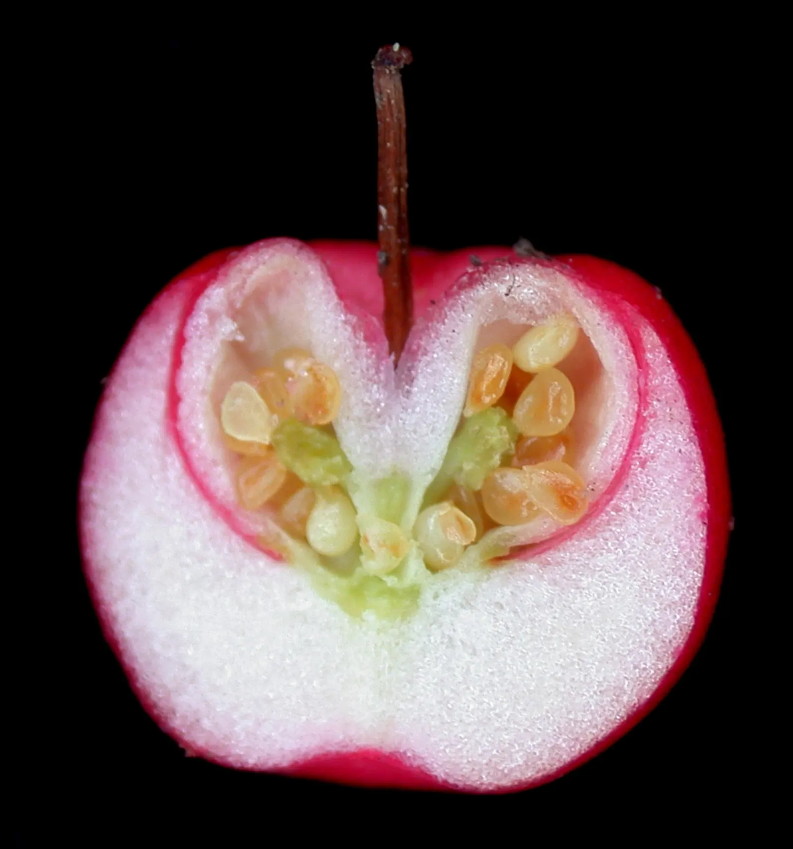 Creeping Wintergreen (Gaultheria Procumbens) — commonly called Creeping Wintergreen; thriving in USDA Zones 3-8, it prefers partial to full shade, image 70