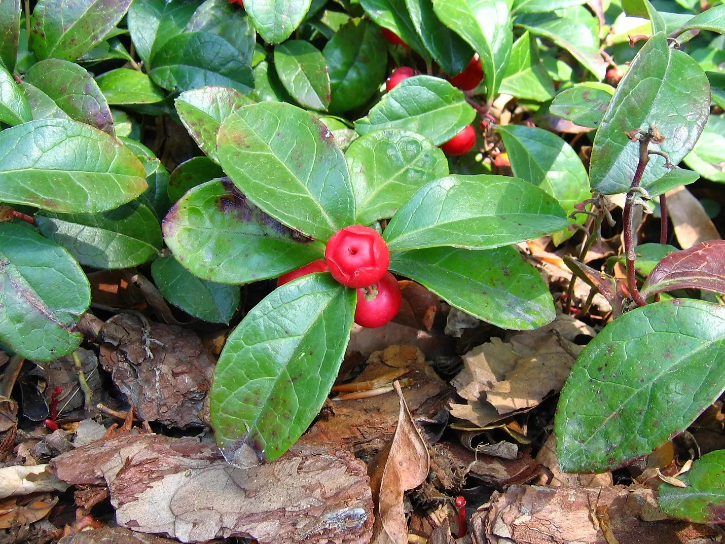 Creeping Wintergreen (Gaultheria Procumbens) — bell-shaped white or pinkish flowers that bloom in the summer and develop into bright red berries, image 38