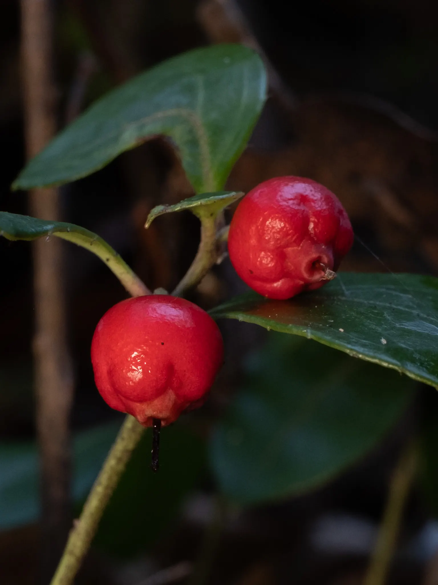 Creeping Wintergreen (Gaultheria Procumbens) — It's a fantastic choice for woodland gardens or as an understory plant within a larger landscape, image 42