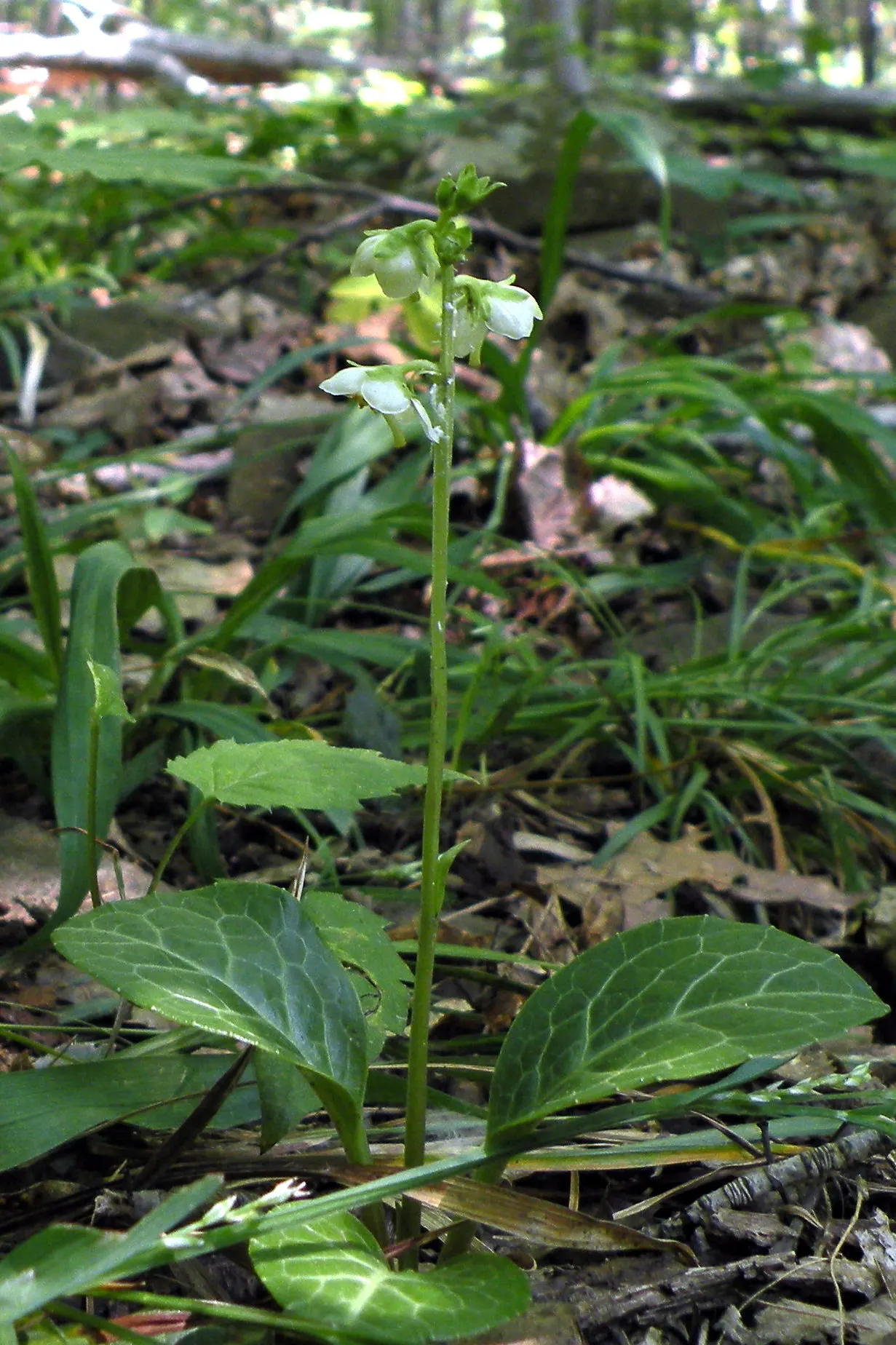 Creeping Wintergreen (Gaultheria Procumbens) — Creeping Wintergreen provides excellent ground cover in shady spots; commonly called Creeping, image 63