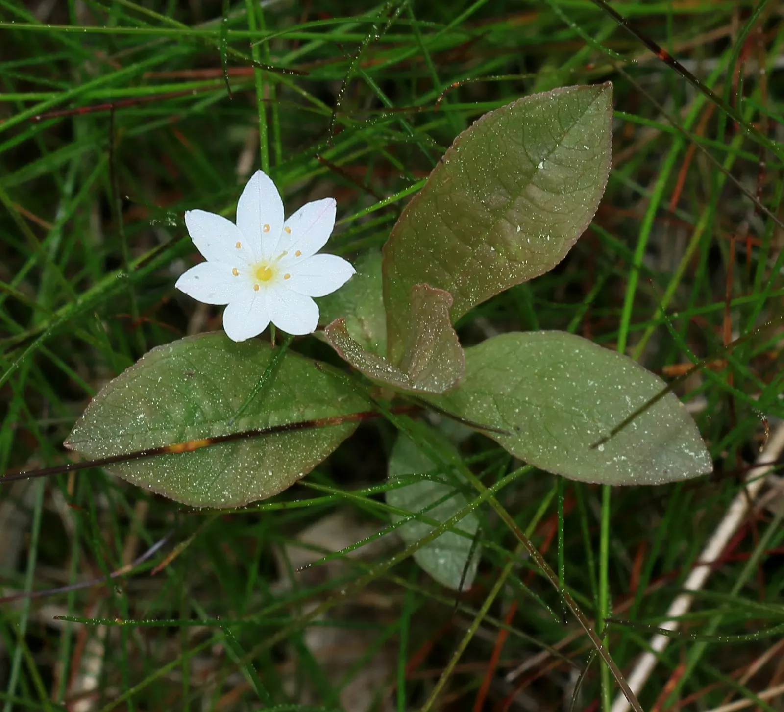 Creeping Wintergreen (Gaultheria Procumbens) — Creeping Wintergreen provides excellent ground cover in shady spots; commonly called Creeping Wintergreen