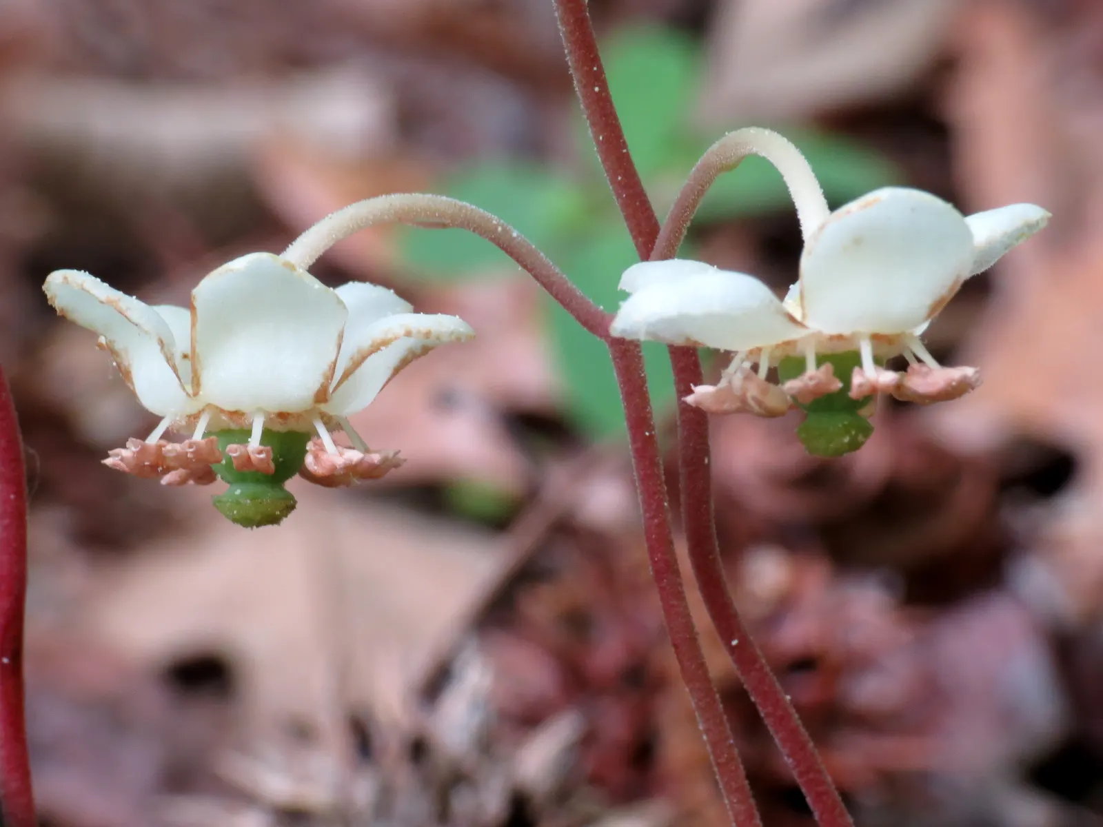 Creeping Wintergreen (Gaultheria Procumbens) — scientifically known as Gaultheria procumbens
