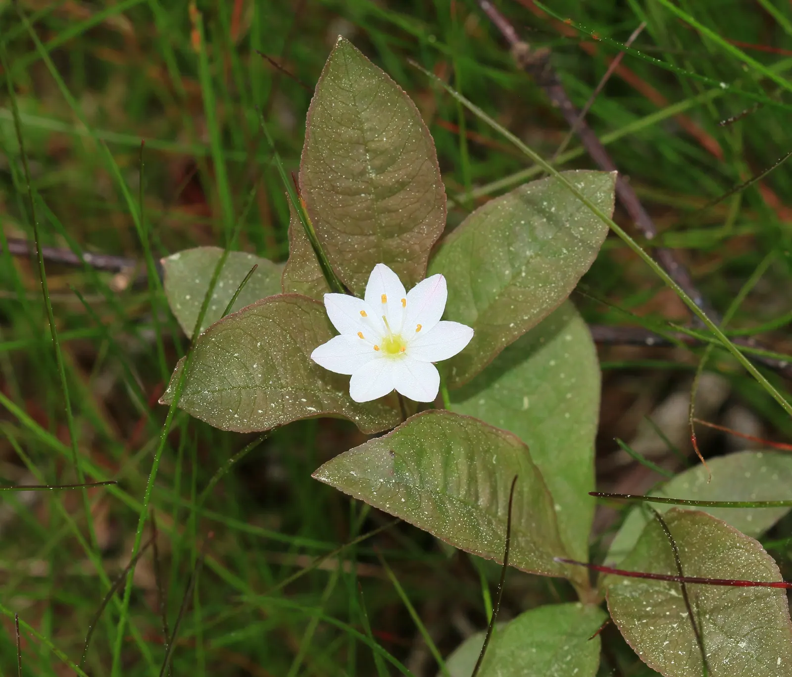 Creeping Wintergreen (Gaultheria Procumbens) — This plant is native to the forest floors of North America, thriving in USDA hardiness zones 3 through 8; white