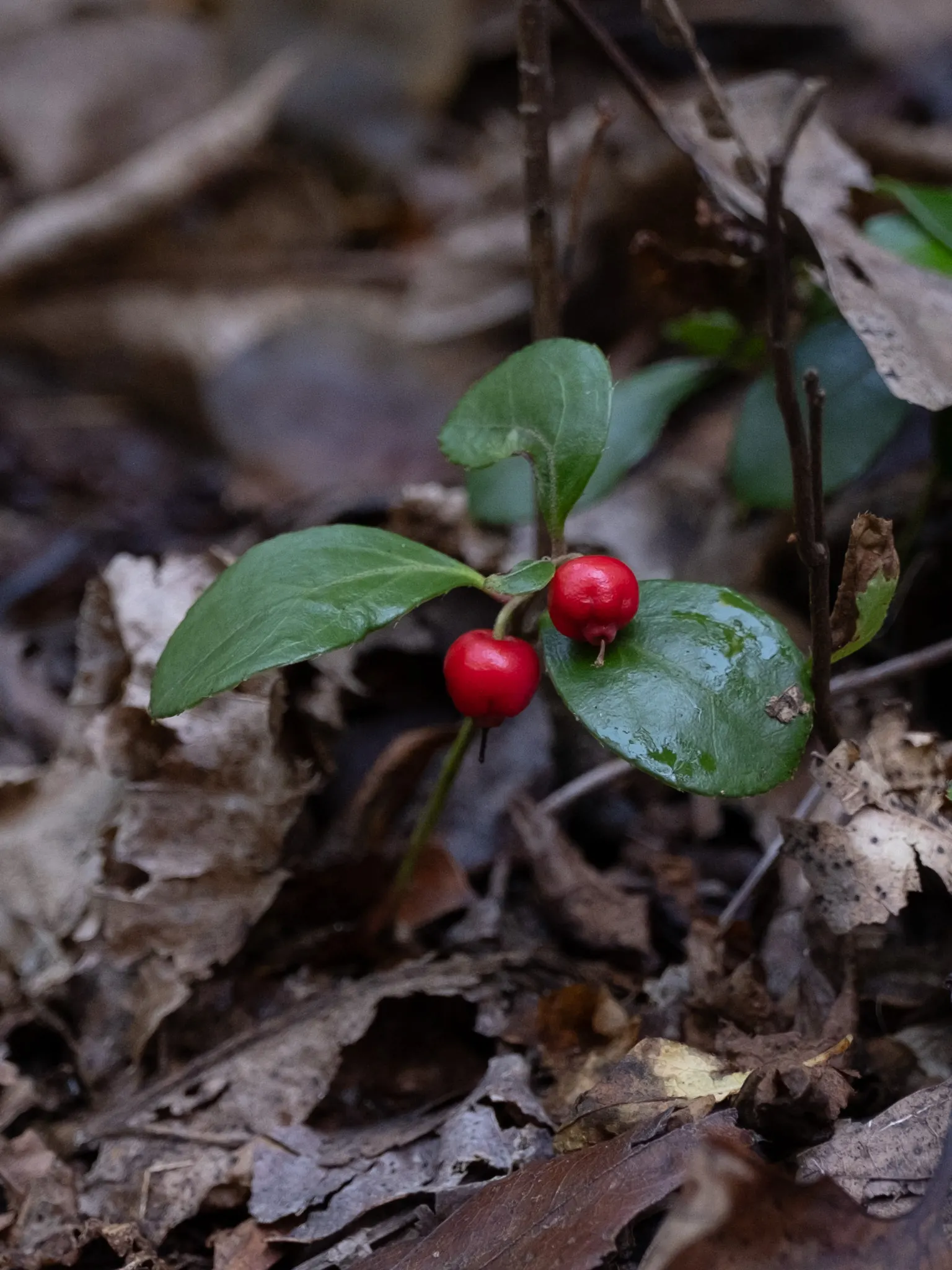 Creeping Wintergreen (Gaultheria Procumbens) — offering a combination of aesthetic appeal and practical benefits; ground cover / shrub with white blooms