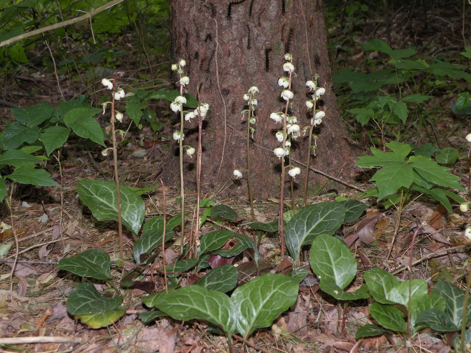 Creeping Wintergreen (Gaultheria Procumbens) — offering a combination of aesthetic appeal and practical benefits; ground cover / shrub with white, image 66
