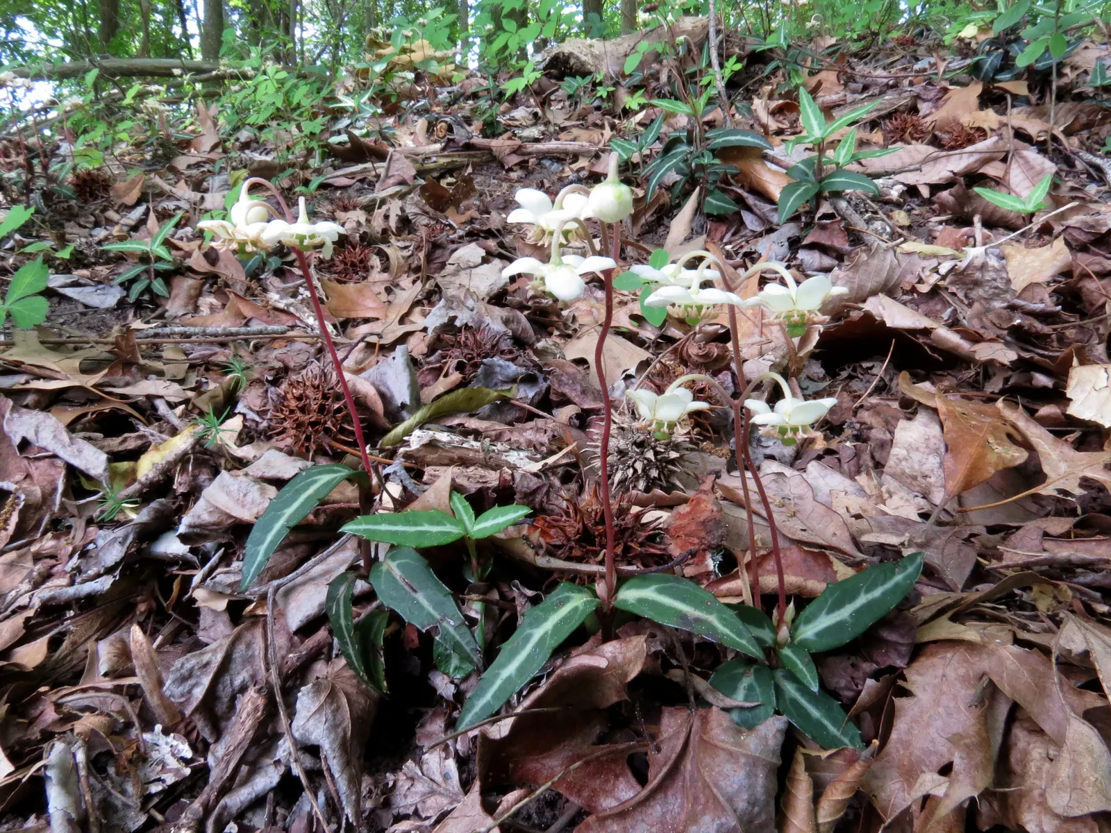 Creeping Wintergreen (Gaultheria Procumbens) — Thriving in USDA Zones 3-8, it prefers partial to full shade and acidic, well-drained soil