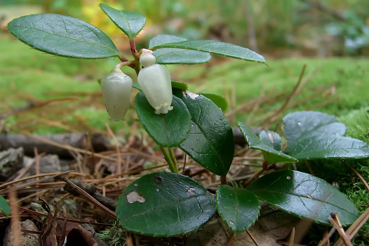 Creeping Wintergreen (Gaultheria Procumbens) — which measure up to 2 inches long