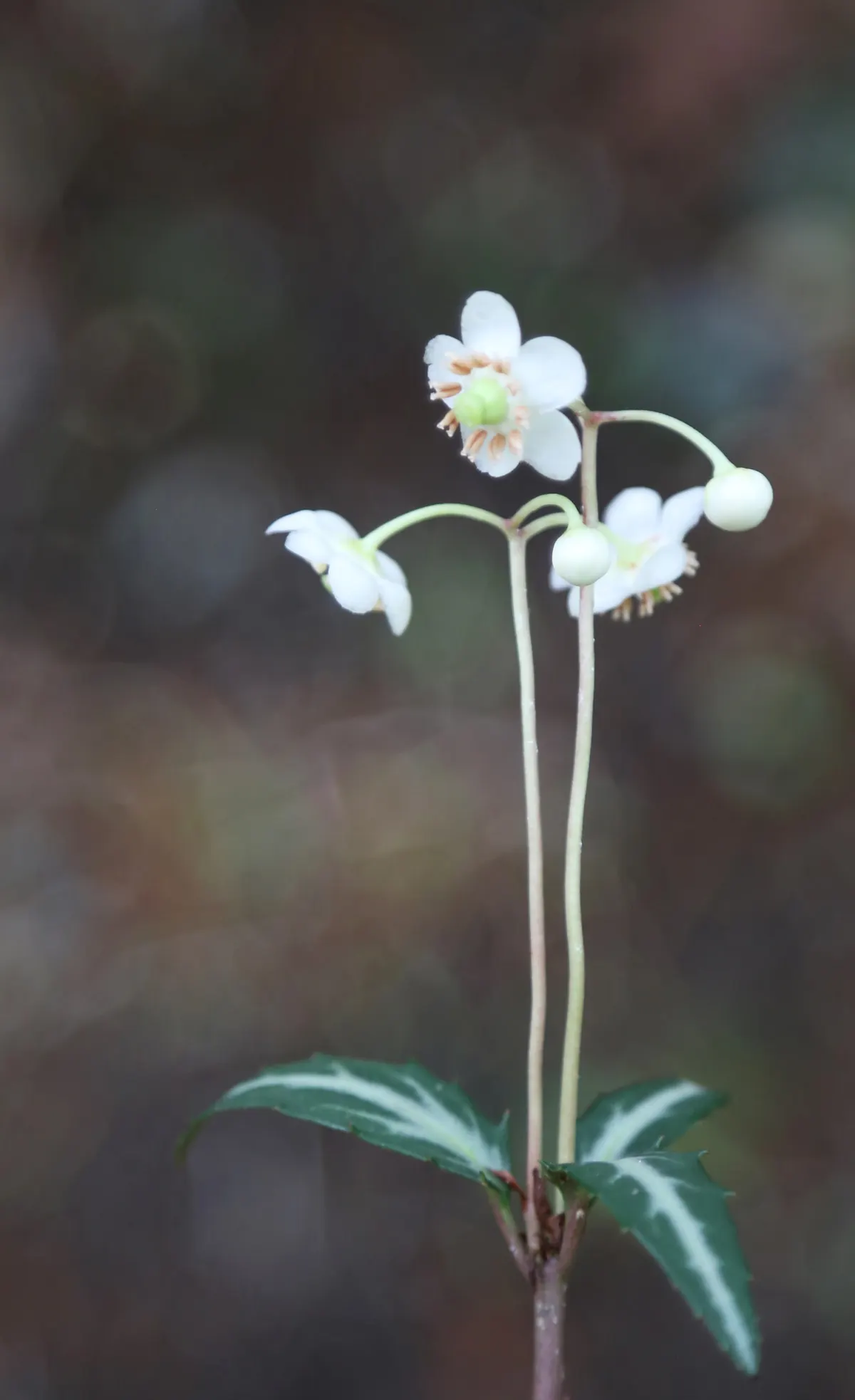 Creeping Wintergreen (Gaultheria Procumbens) — white flowers in the garden; minty scent when the foliage is crushed