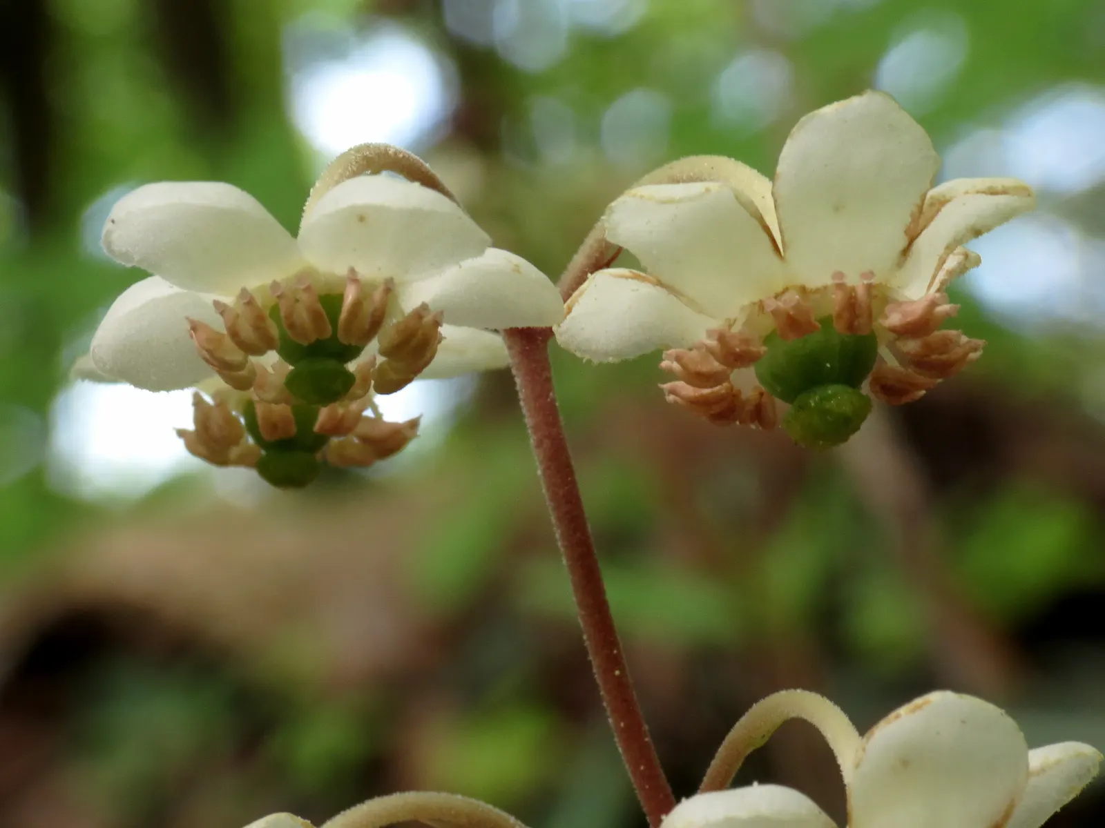 Creeping Wintergreen (Gaultheria Procumbens) — scientifically known as Gaultheria procumbens; adding multi-sensory appeal to gardens
