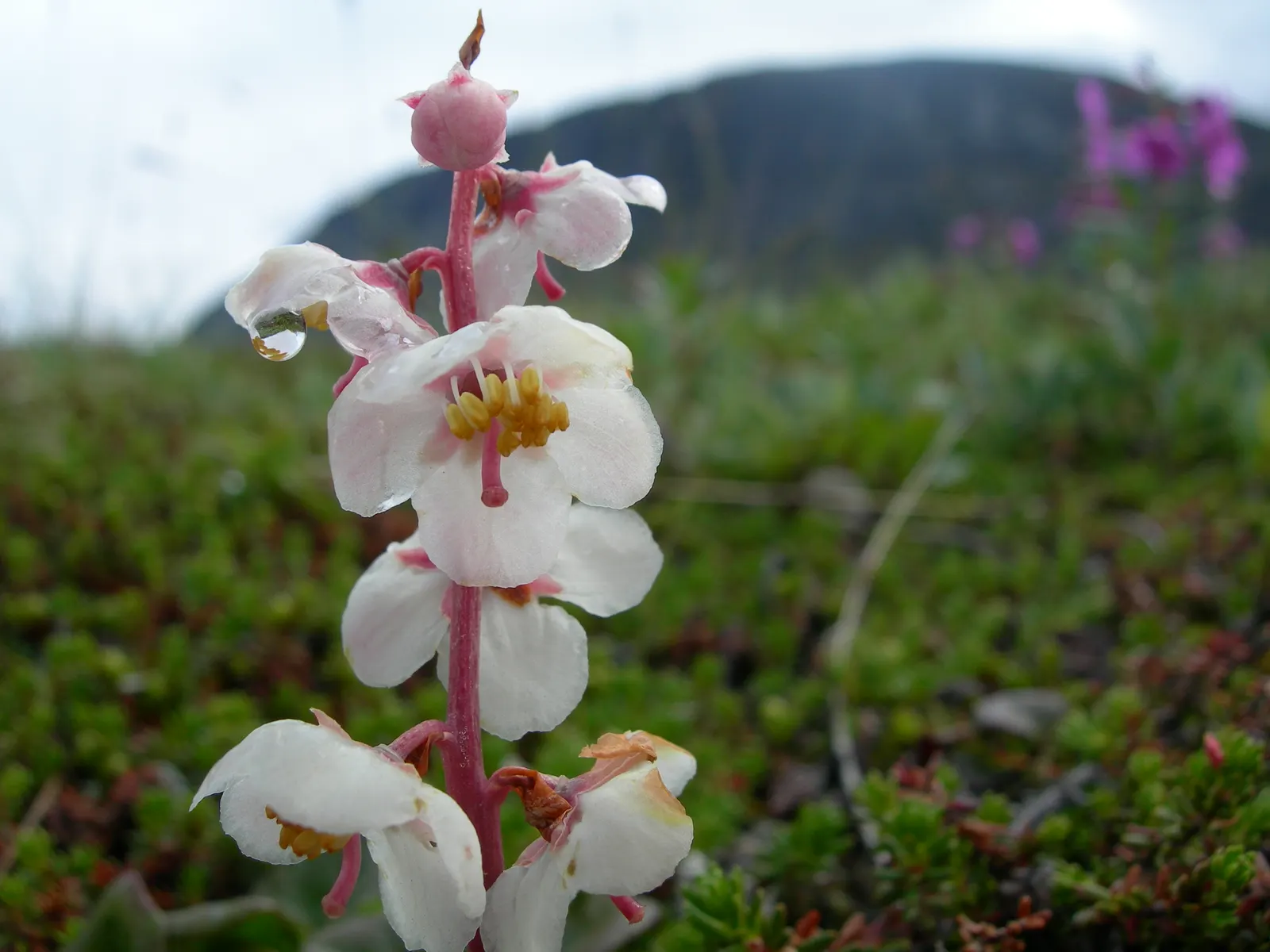 Creeping Wintergreen (Gaultheria Procumbens) — adding multi-sensory appeal to gardens; ground cover / shrub for full or half or shade, image 53