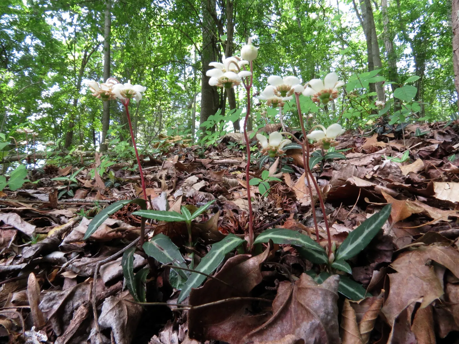 Creeping Wintergreen (Gaultheria Procumbens) — ground cover / shrub with white blooms