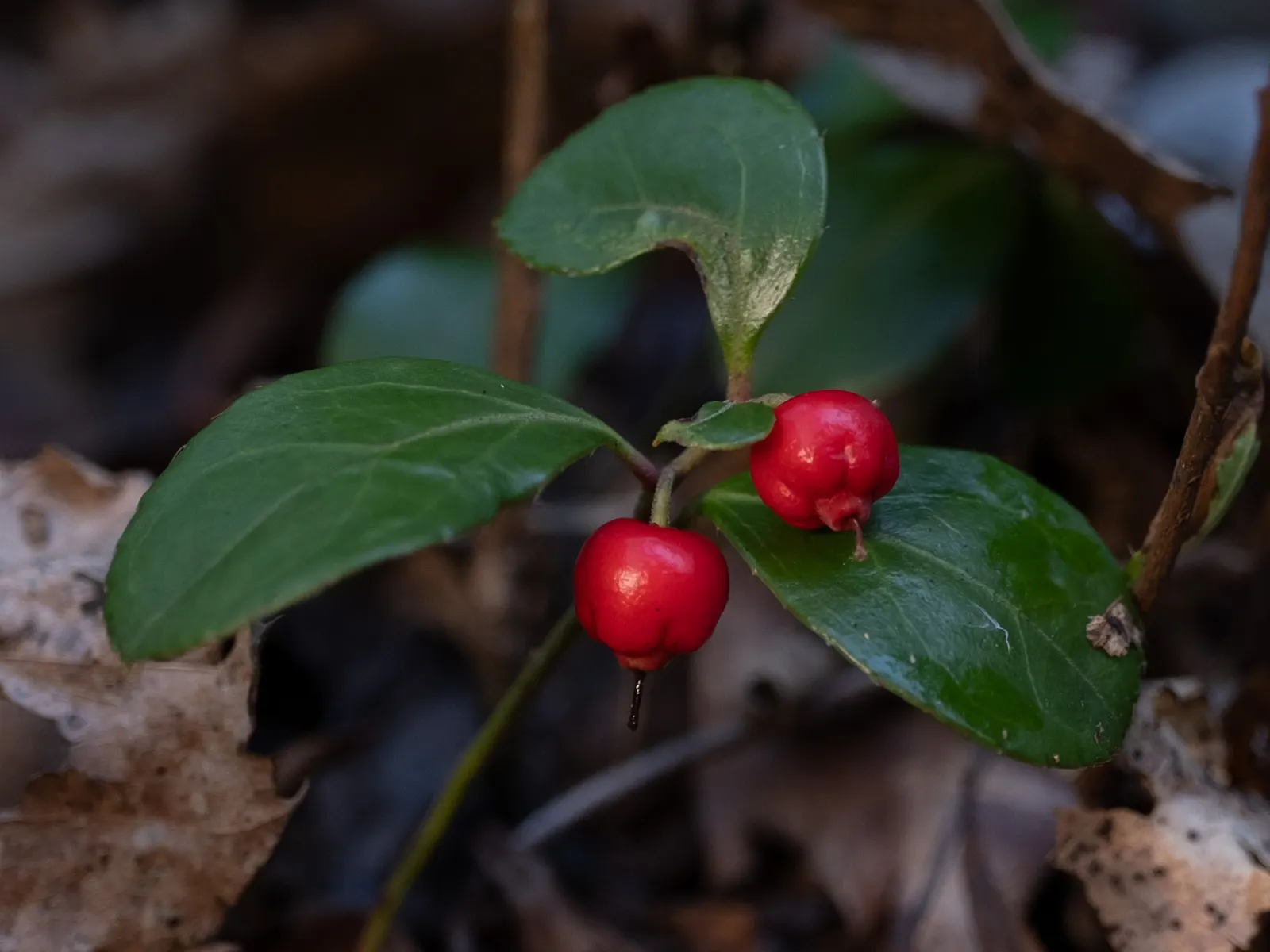 Creeping Wintergreen (Gaultheria Procumbens) — commonly called Creeping Wintergreen