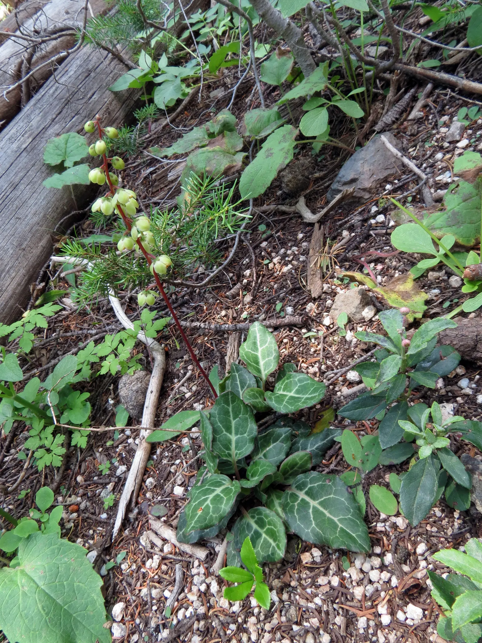 Creeping Wintergreen (Gaultheria Procumbens) — which measure up to 2 inches long; it's a fantastic choice for woodland gardens or as an understory, image 59