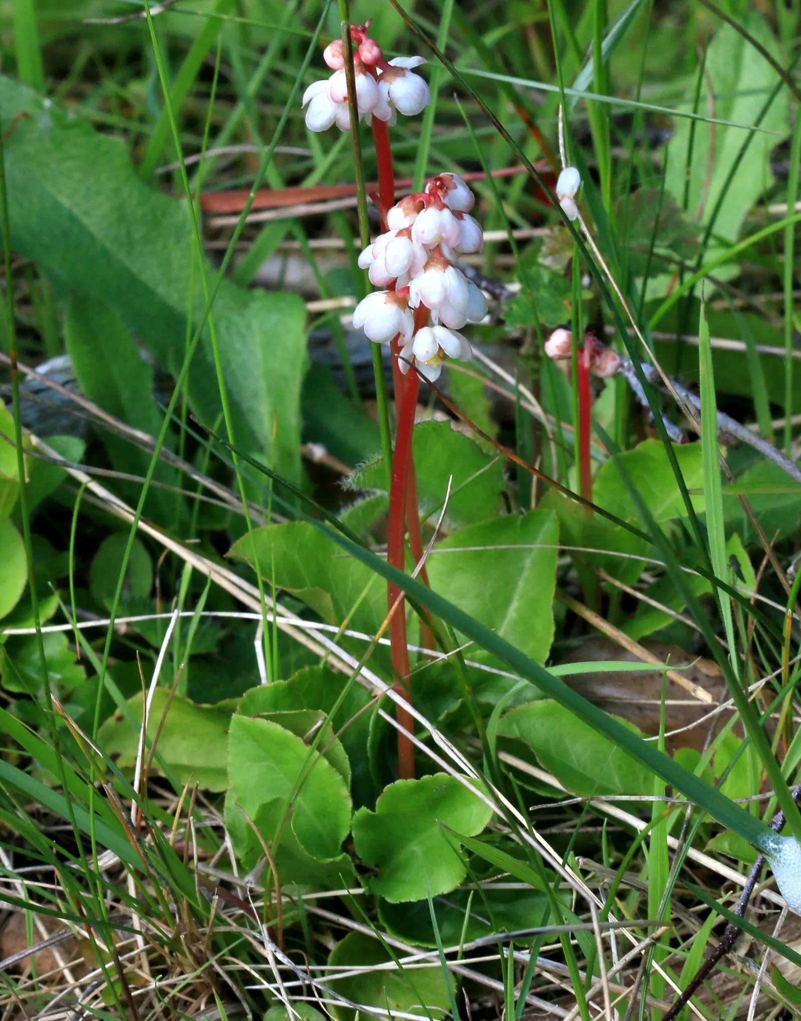 Creeping Wintergreen (Gaultheria Procumbens) — scientifically known as Gaultheria procumbens; adding multi-sensory appeal to gardens, image 54