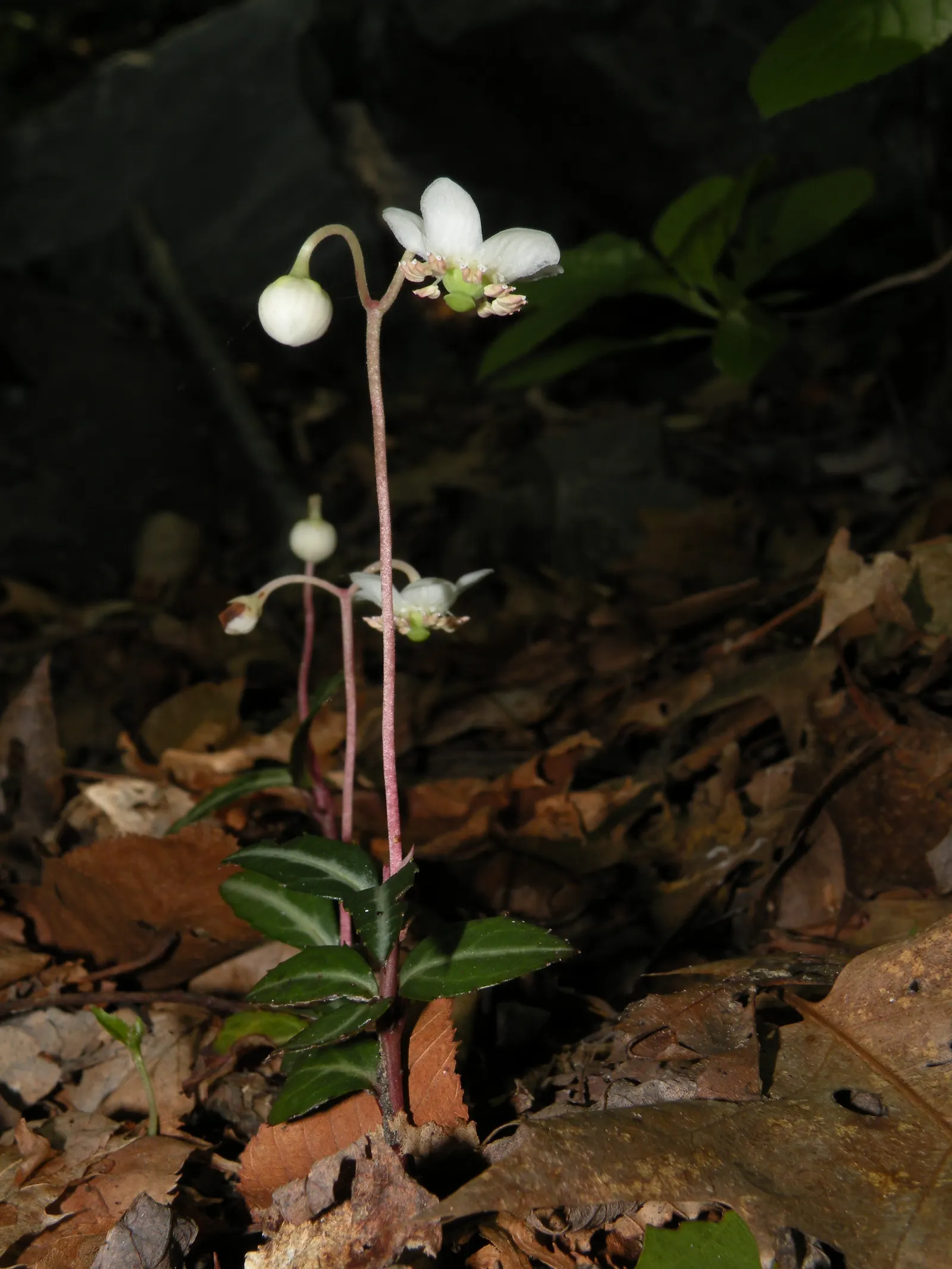 Creeping Wintergreen (Gaultheria Procumbens) — This North American native plant emits a refreshing; is a versatile evergreen groundcover that adds, image 51