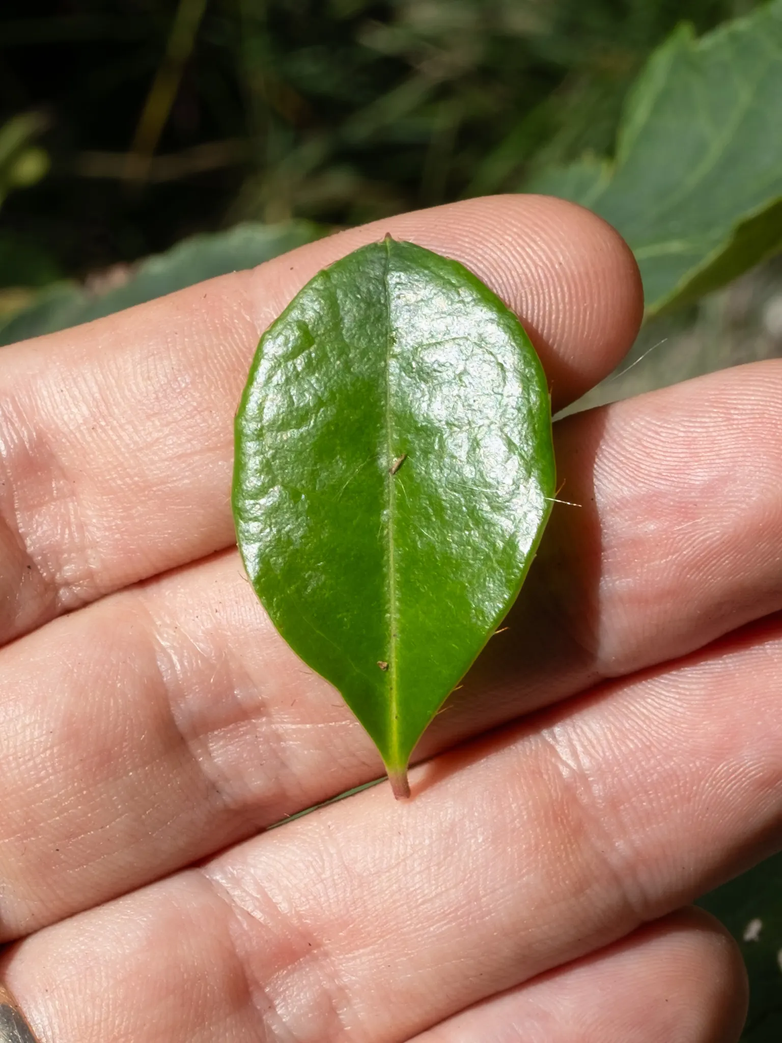 Creeping Wintergreen (Gaultheria Procumbens) — evergreen groundcover reaching 3 to 6 inches in height; its natural habitat guides its preference, image 71