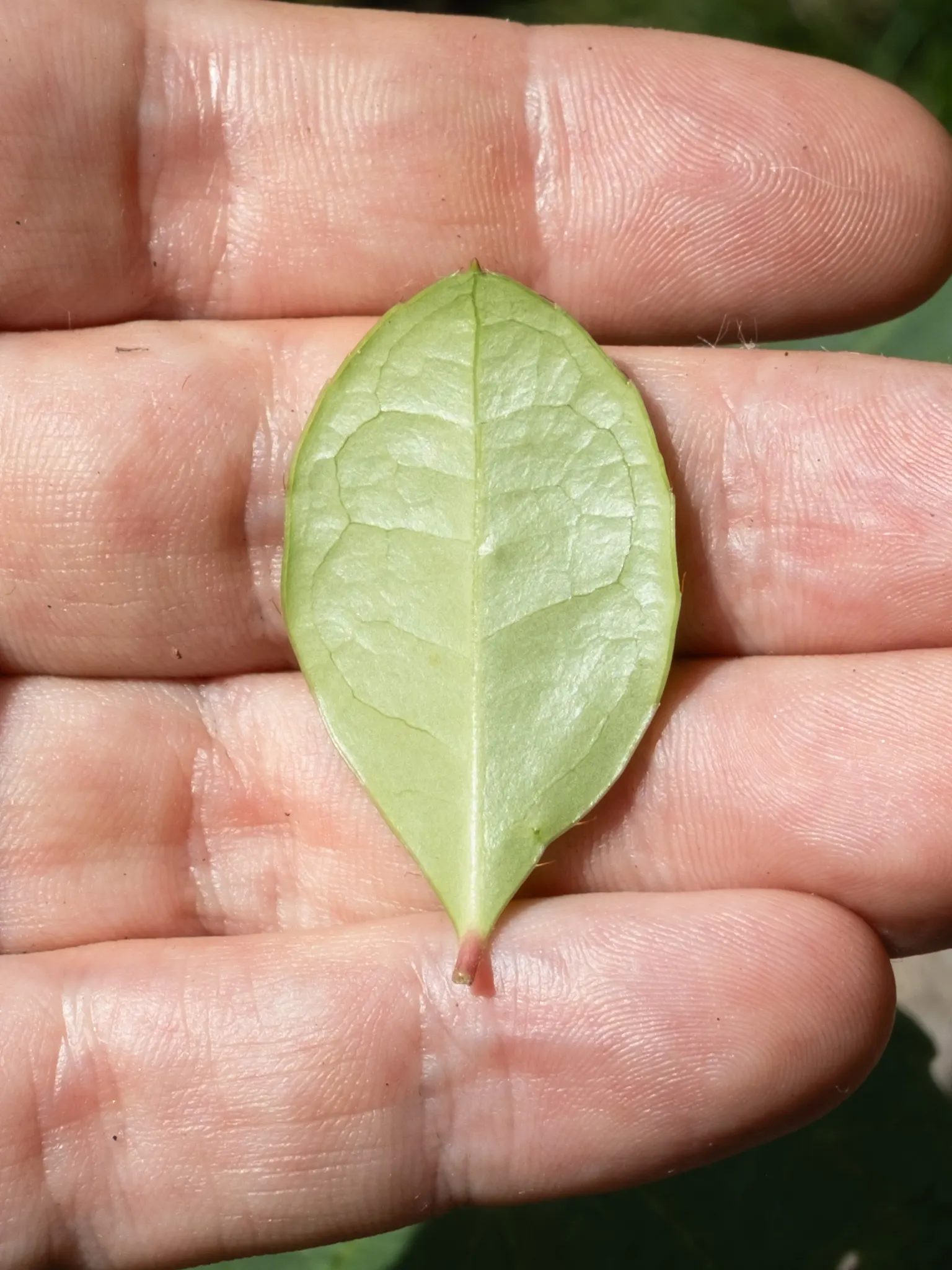 Creeping Wintergreen (Gaultheria Procumbens) — suppressing weeds and requiring minimal maintenance; scientifically known as Gaultheria procumbens, image 64