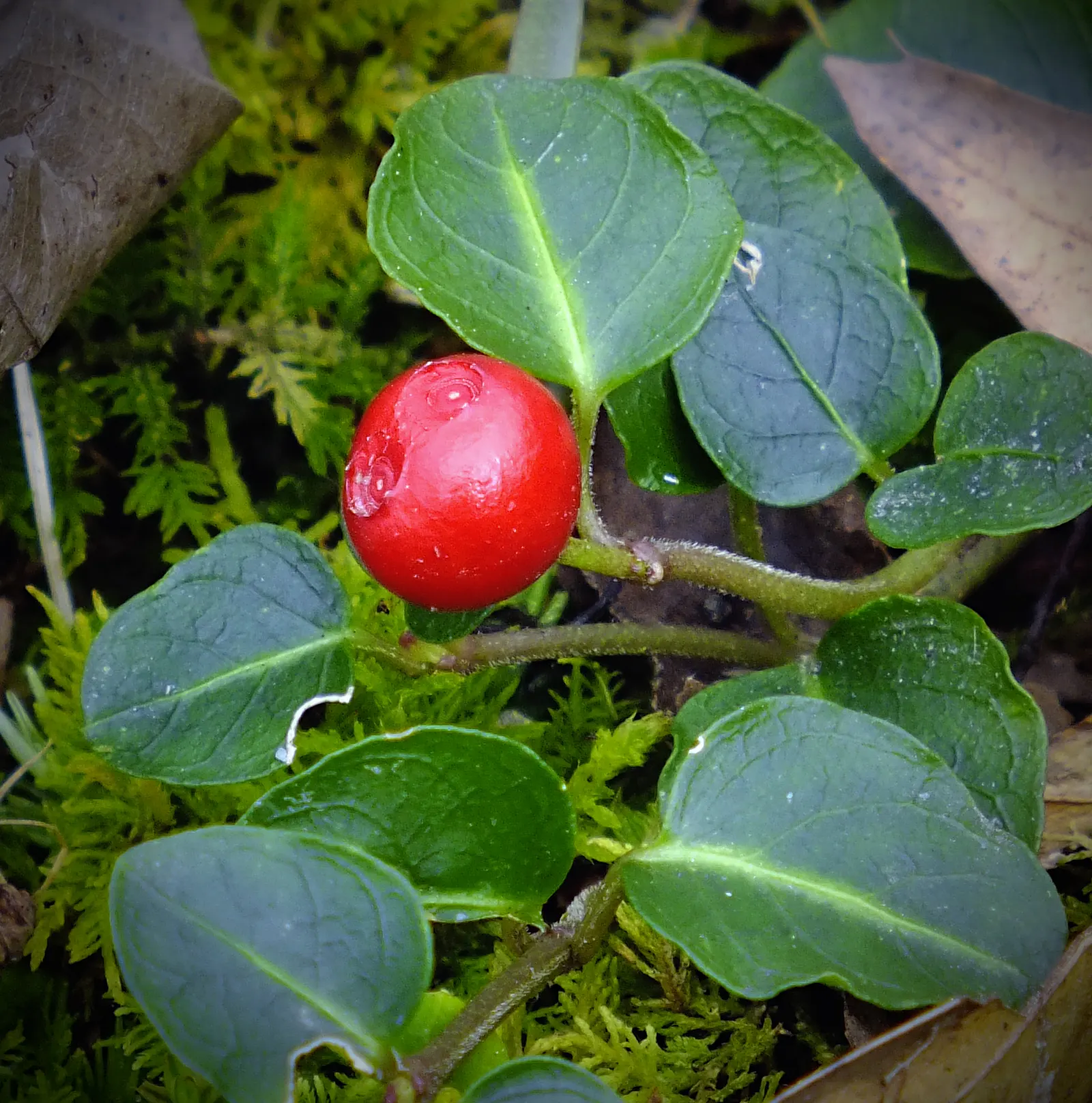 Creeping Wintergreen (Gaultheria Procumbens) — emit a delightful minty fragrance when crushed and turn a striking reddish bronze in the fall; it bears glossy
