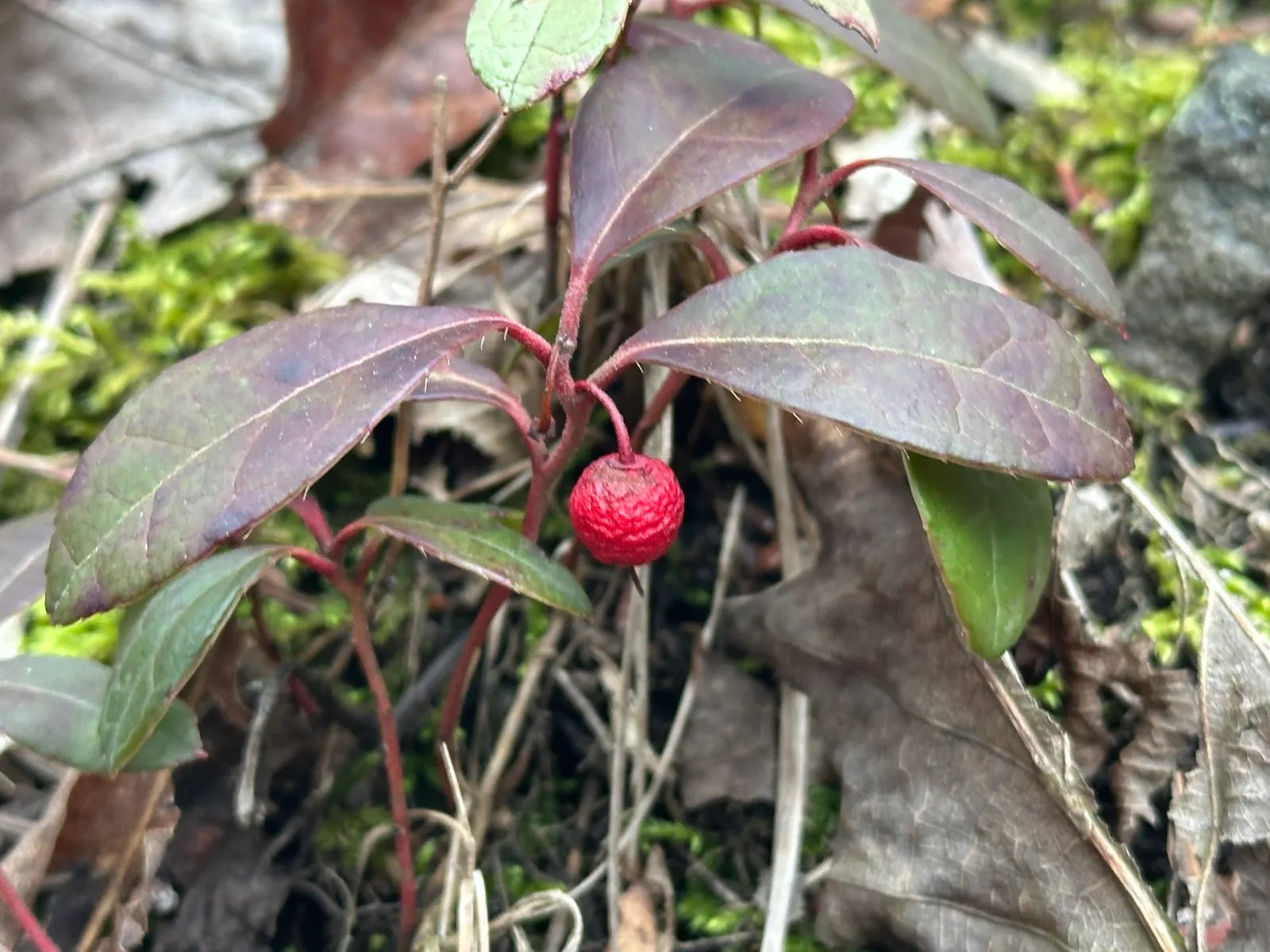 Creeping Wintergreen (Gaultheria Procumbens) — evergreen groundcover reaching 3 to 6 inches in height; its natural habitat guides its preference, image 48