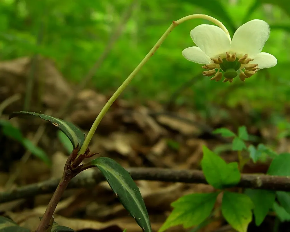 Creeping Wintergreen (Gaultheria Procumbens) — ground cover / shrub with white blooms; which measure up to 2 inches long, image 68