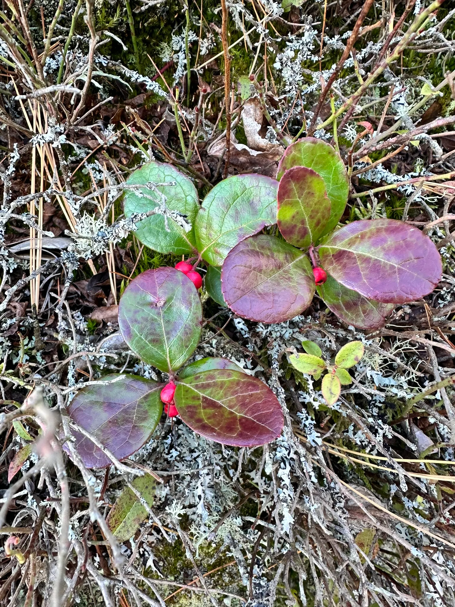 Creeping Wintergreen (Gaultheria Procumbens) — is a versatile evergreen groundcover that adds year-round interest to any landscape; emit a, image 55