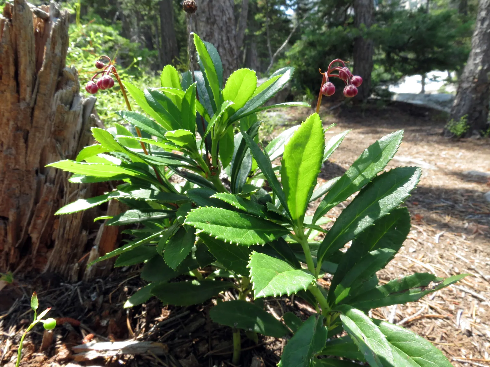 Creeping Wintergreen (Gaultheria Procumbens) — suppressing weeds and requiring minimal maintenance; scientifically known as Gaultheria procumbens