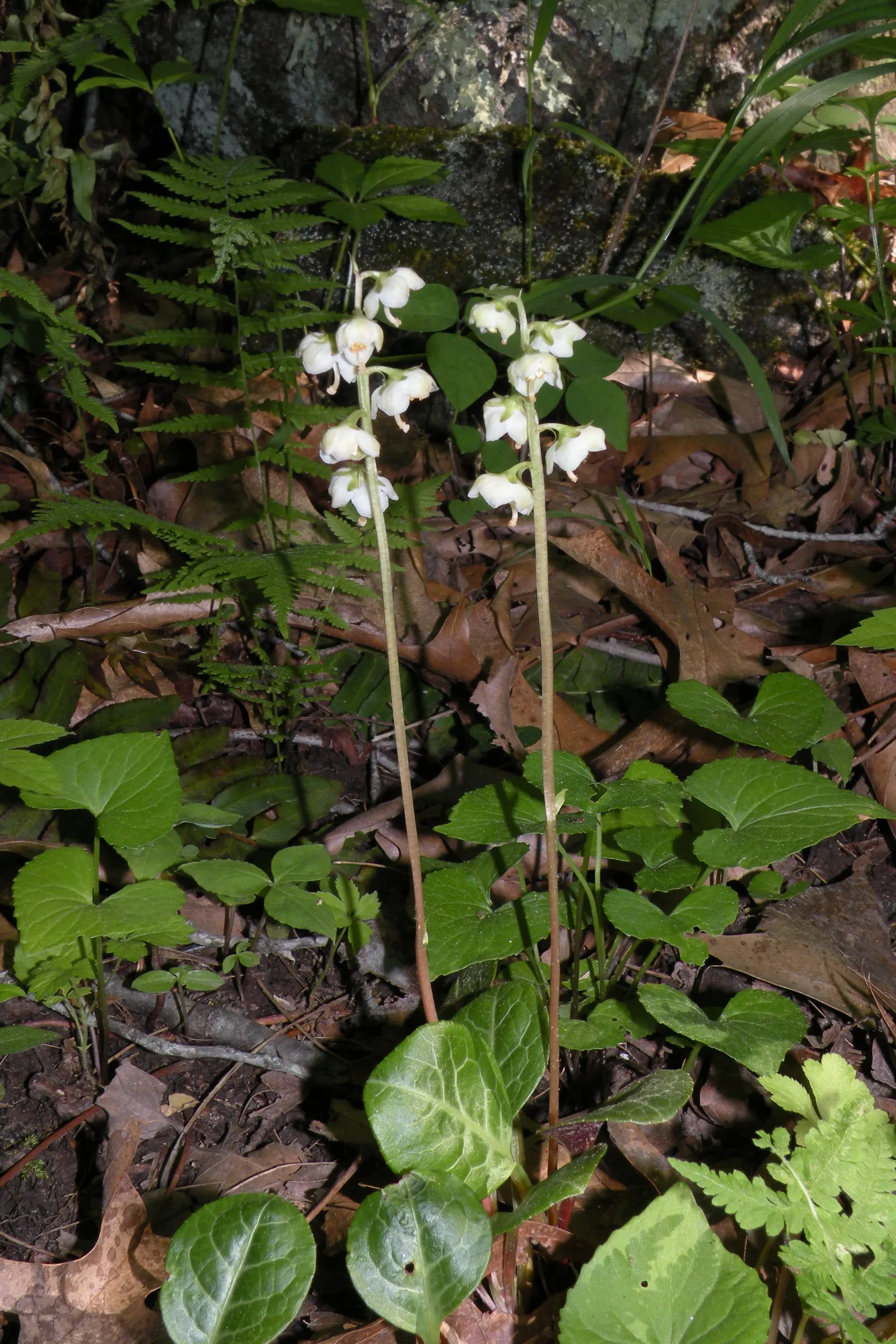 Creeping Wintergreen (Gaultheria Procumbens) — ground cover / shrub for full or half or shade; offering a combination of aesthetic appeal and, image 69