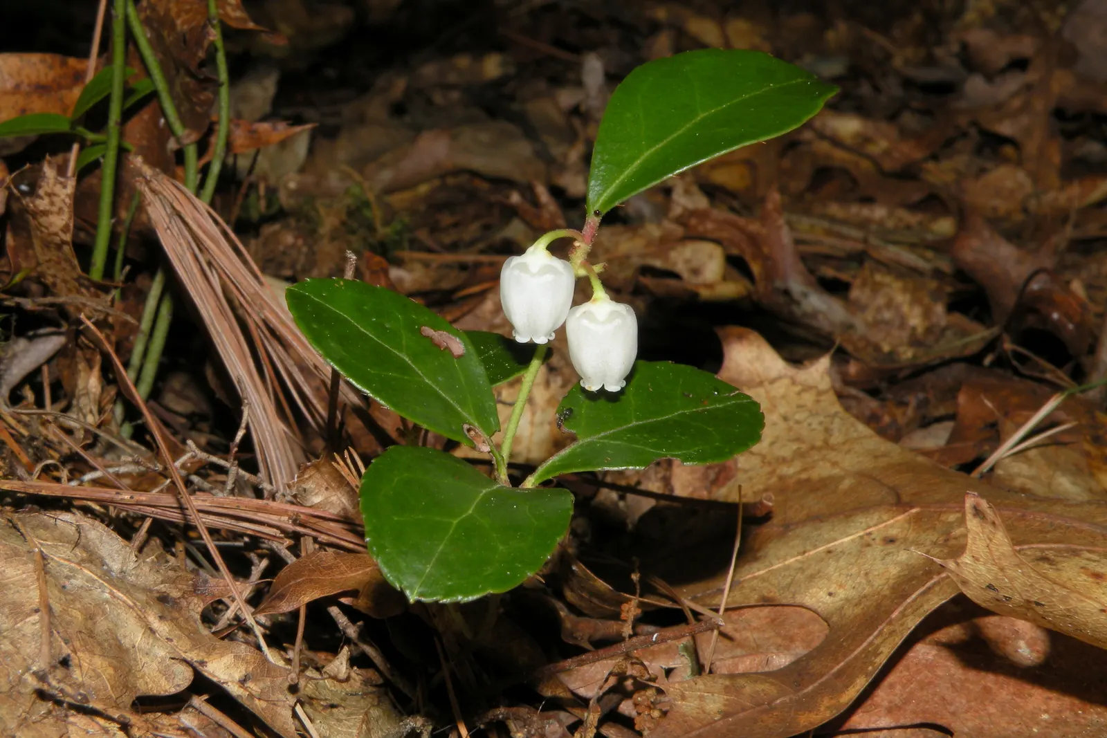Creeping Wintergreen (Gaultheria Procumbens) — These berries are not only visually appealing but are edible and often used to flavor candies and teas