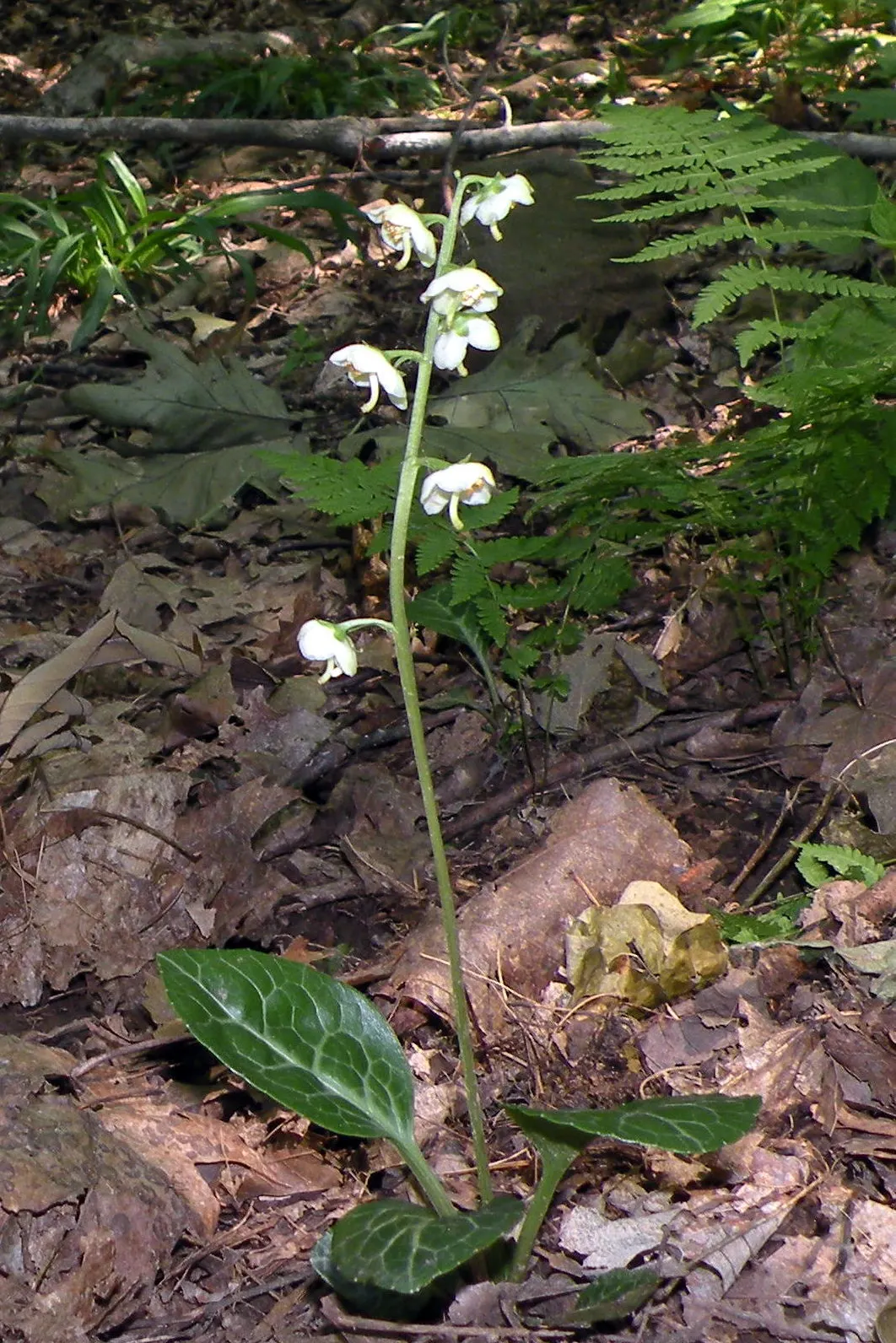 Creeping Wintergreen (Gaultheria Procumbens) — This plant is native to the forest floors of North America, thriving in USDA hardiness zones 3, image 56