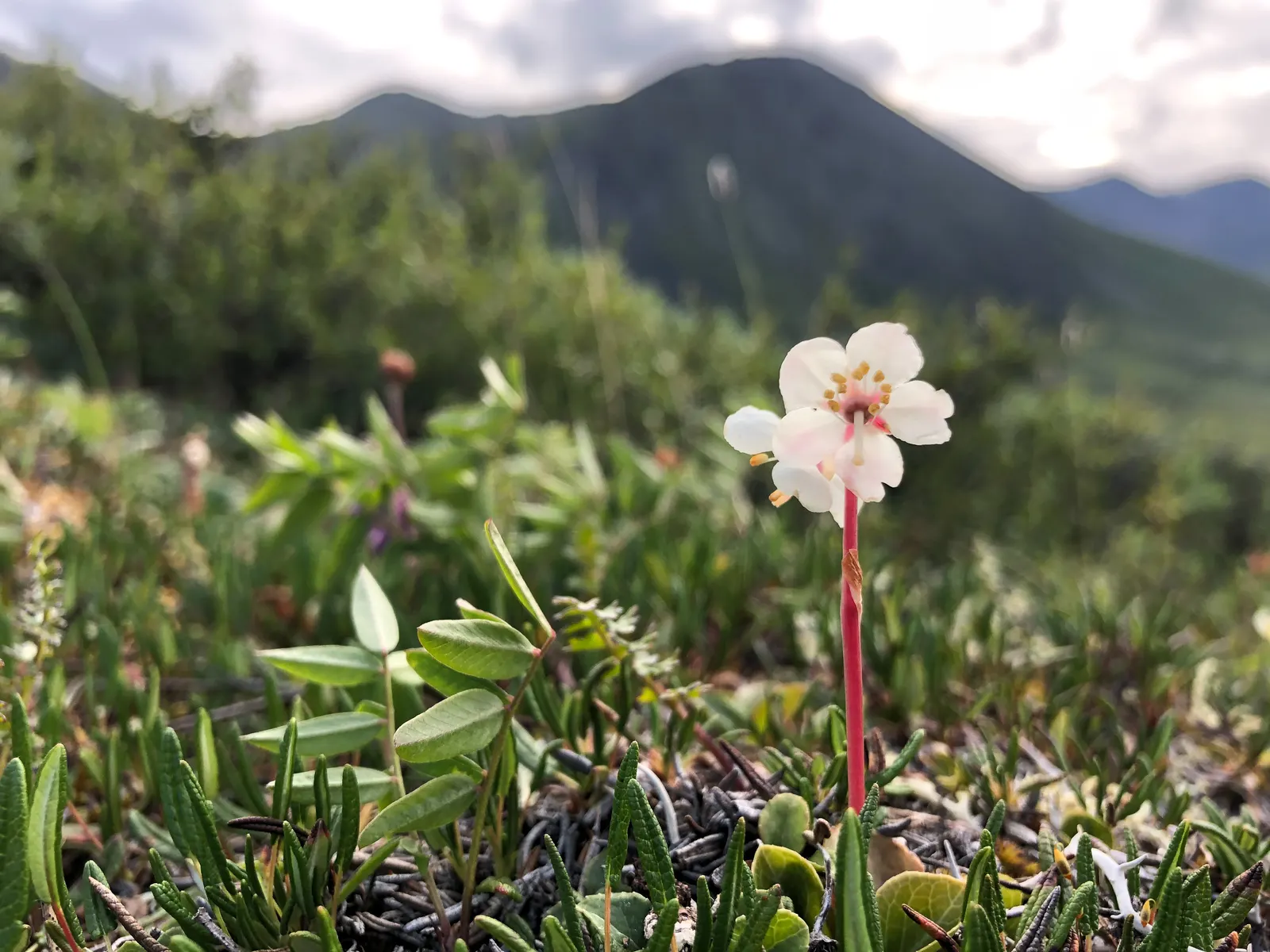 Creeping Wintergreen (Gaultheria Procumbens) — is a versatile evergreen groundcover that adds year-round interest to any landscape; emit a delightful minty