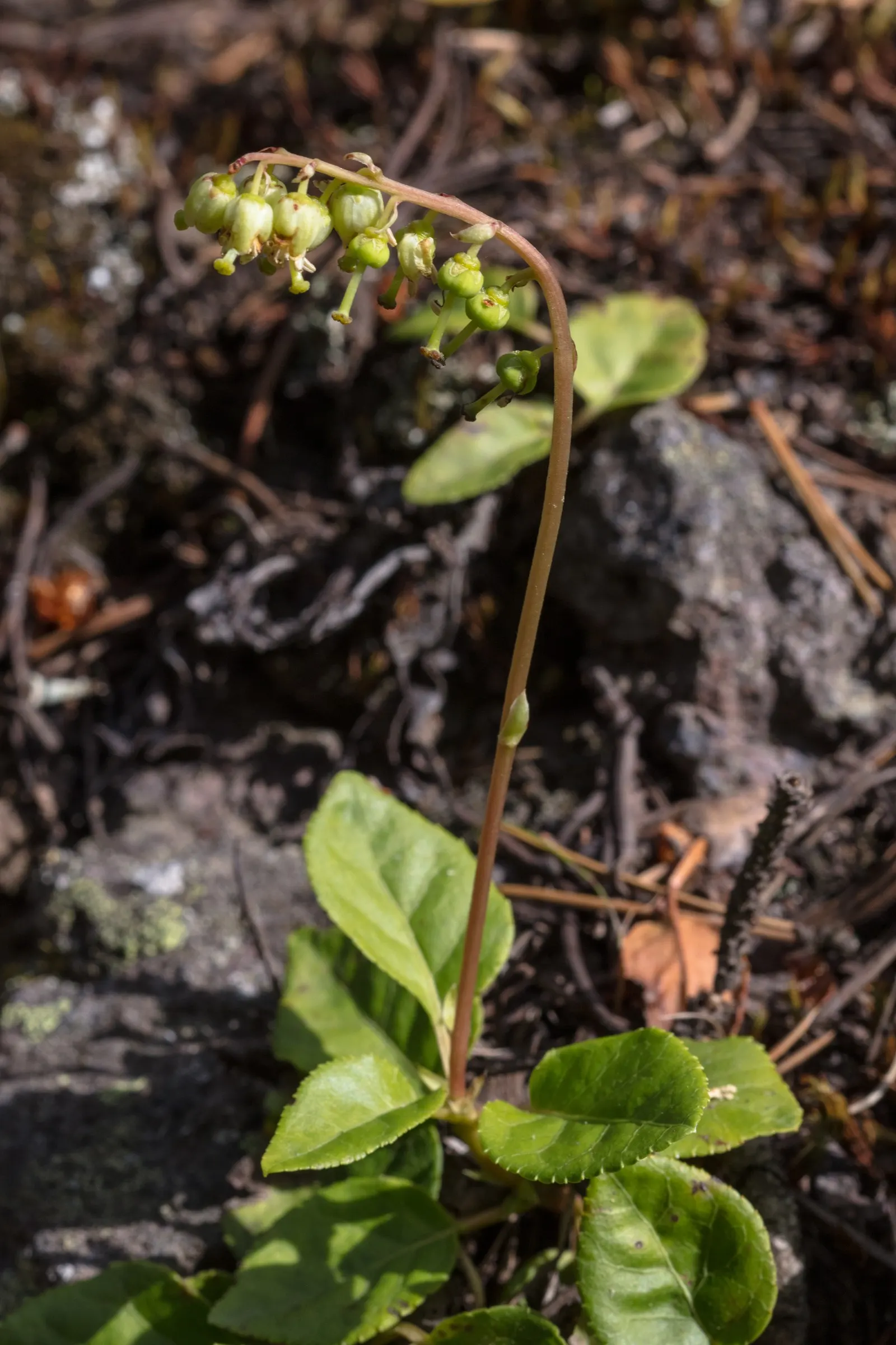 Creeping Wintergreen (Gaultheria Procumbens) — commonly called Creeping Wintergreen; thriving in USDA Zones 3-8, it prefers partial to full shade, image 47