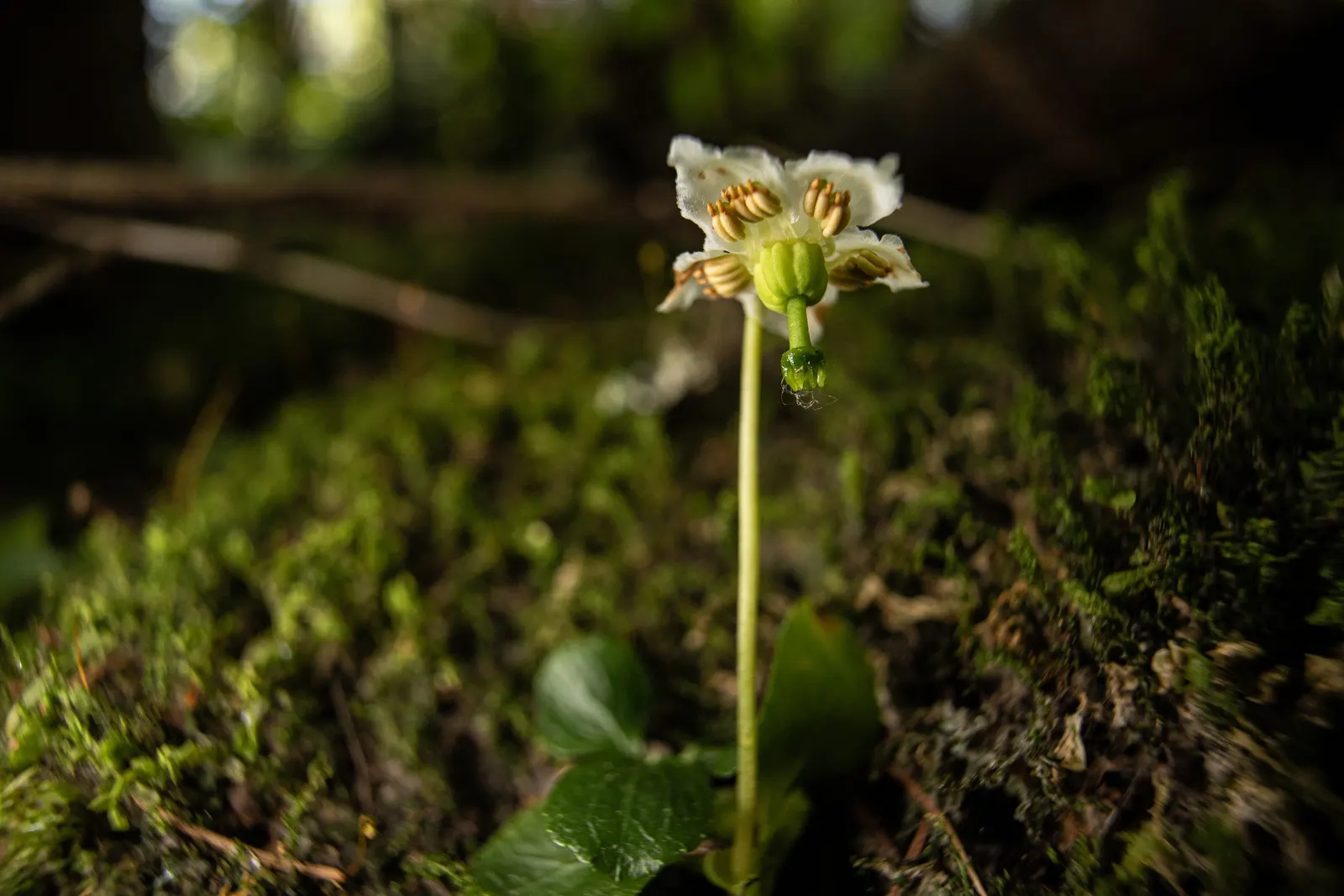 Creeping Wintergreen (Gaultheria Procumbens) — emit a delightful minty fragrance when crushed and turn a striking reddish bronze in the fall