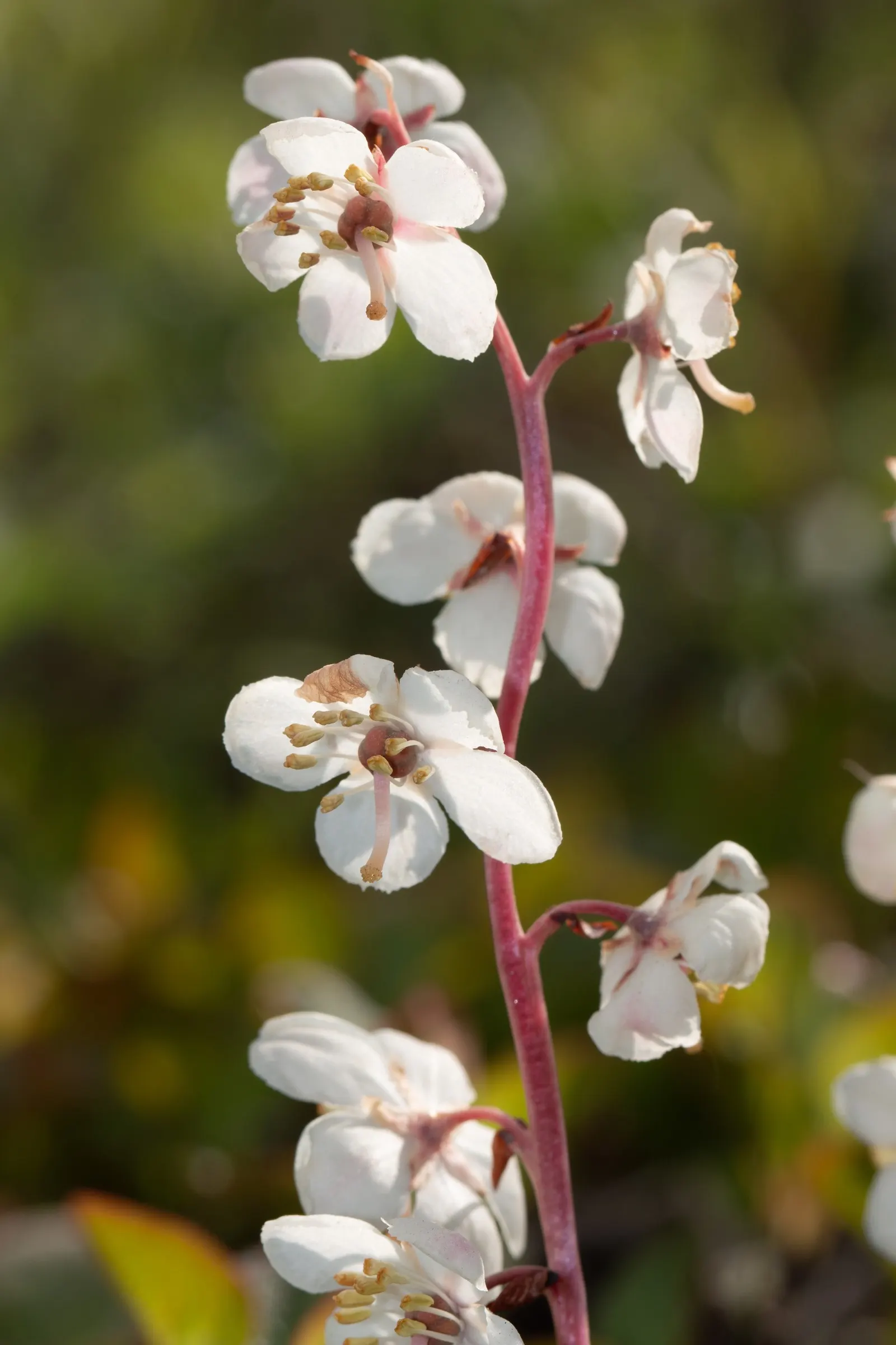 Creeping Wintergreen (Gaultheria Procumbens) — evergreen groundcover reaching 3 to 6 inches in height; its natural habitat guides its preference for acidic