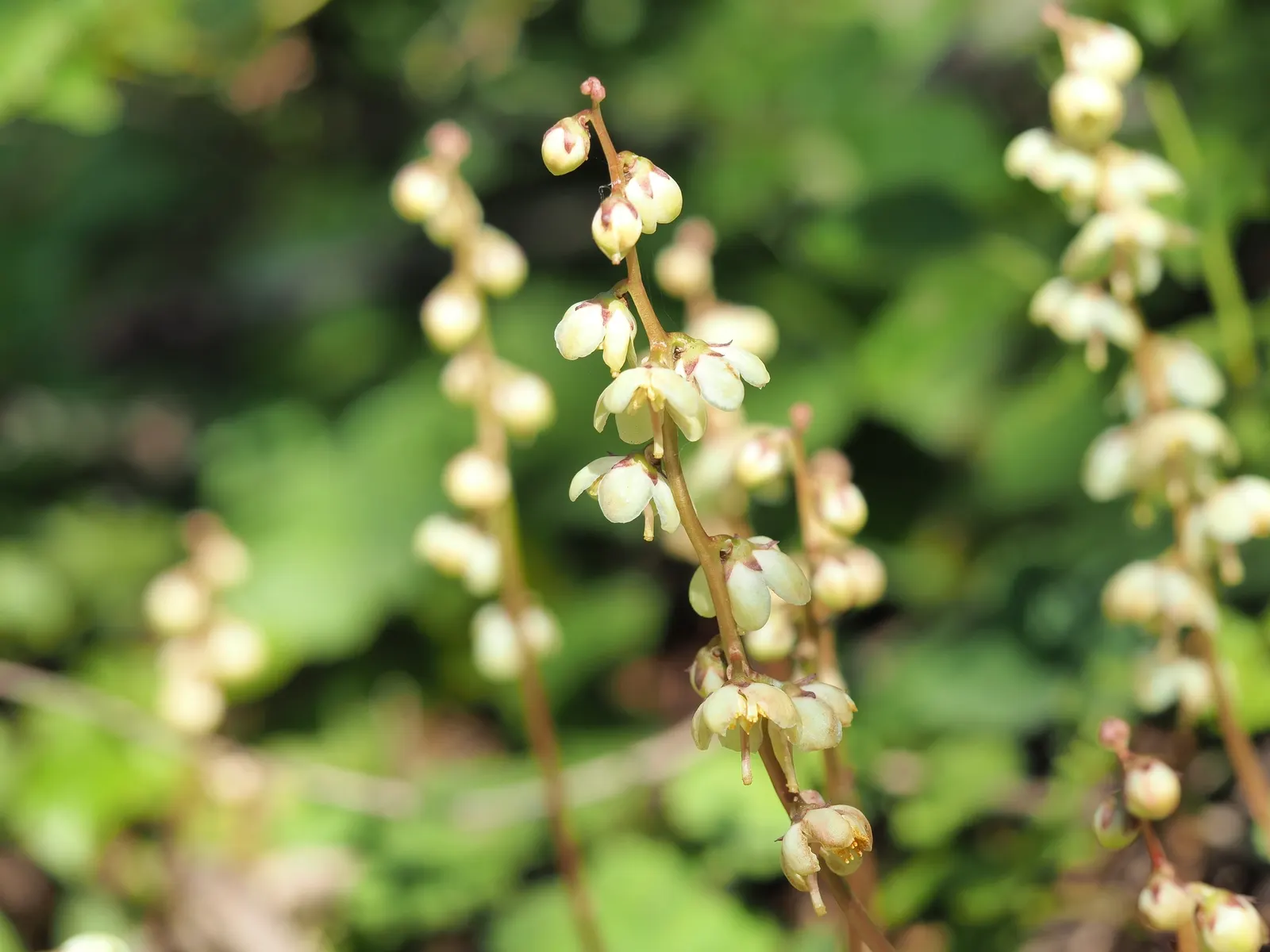 Creeping Wintergreen (Gaultheria Procumbens) — Its natural habitat guides its preference for acidic; this North American native plant emits a refreshing