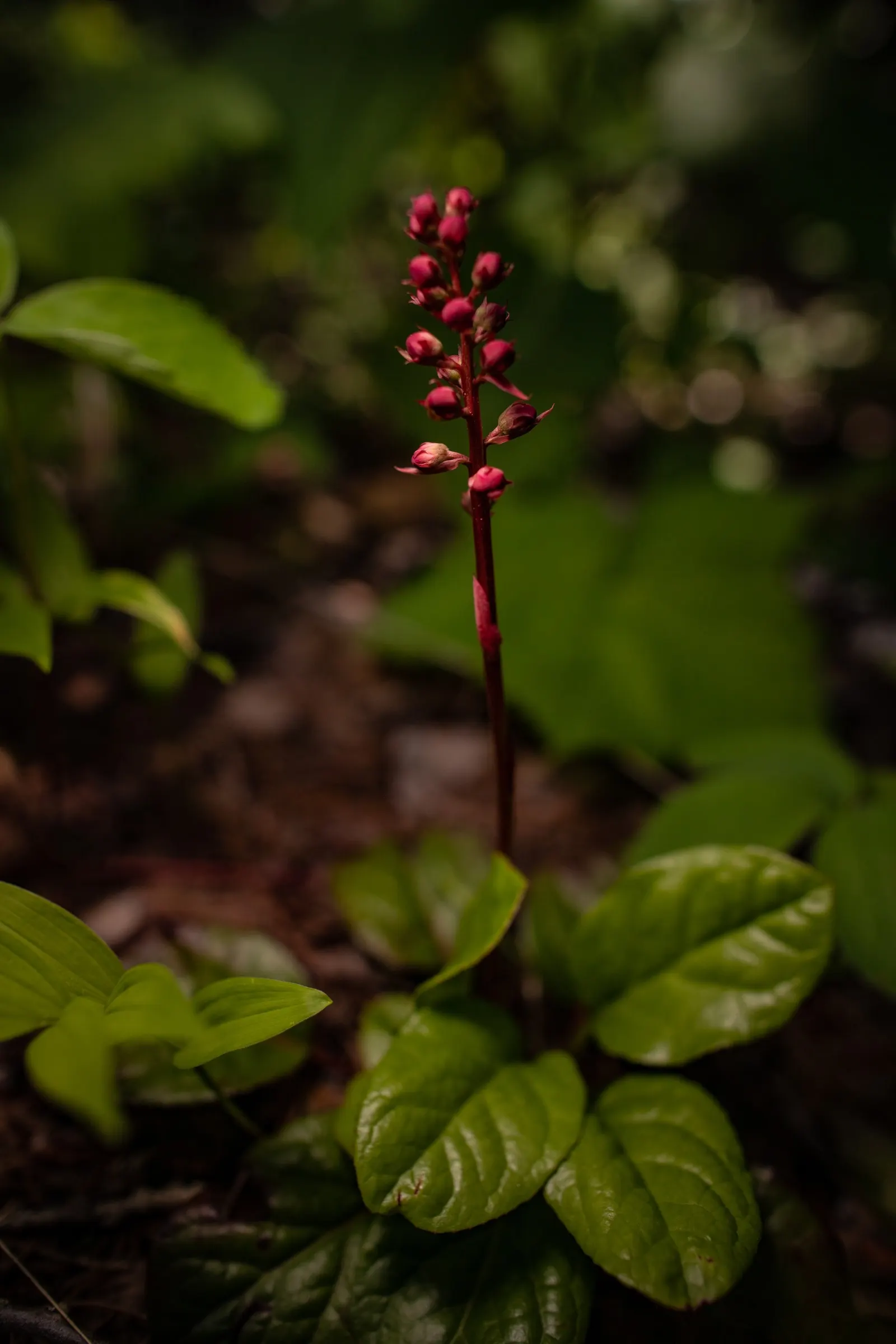 Creeping Wintergreen (Gaultheria Procumbens) — and partial to full shade conditions, image 35