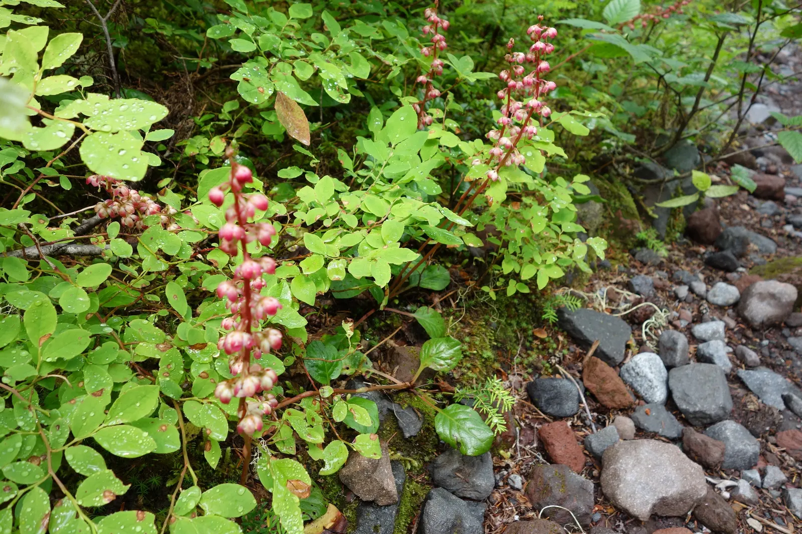 Creeping Wintergreen (Gaultheria Procumbens) — and partial to full shade conditions, image 58