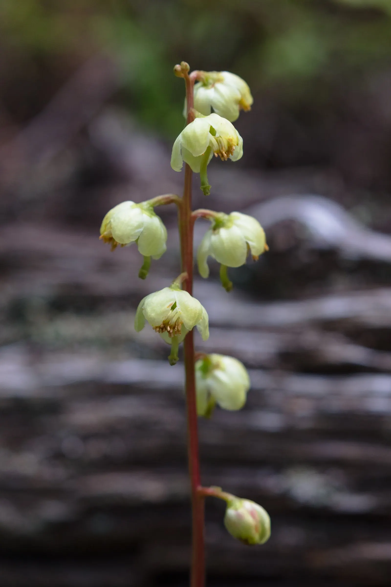 Creeping Wintergreen (Gaultheria Procumbens) — It bears glossy, oval leaves and white, bell-shaped flowers that give way to edible, scarlet berries, image 26