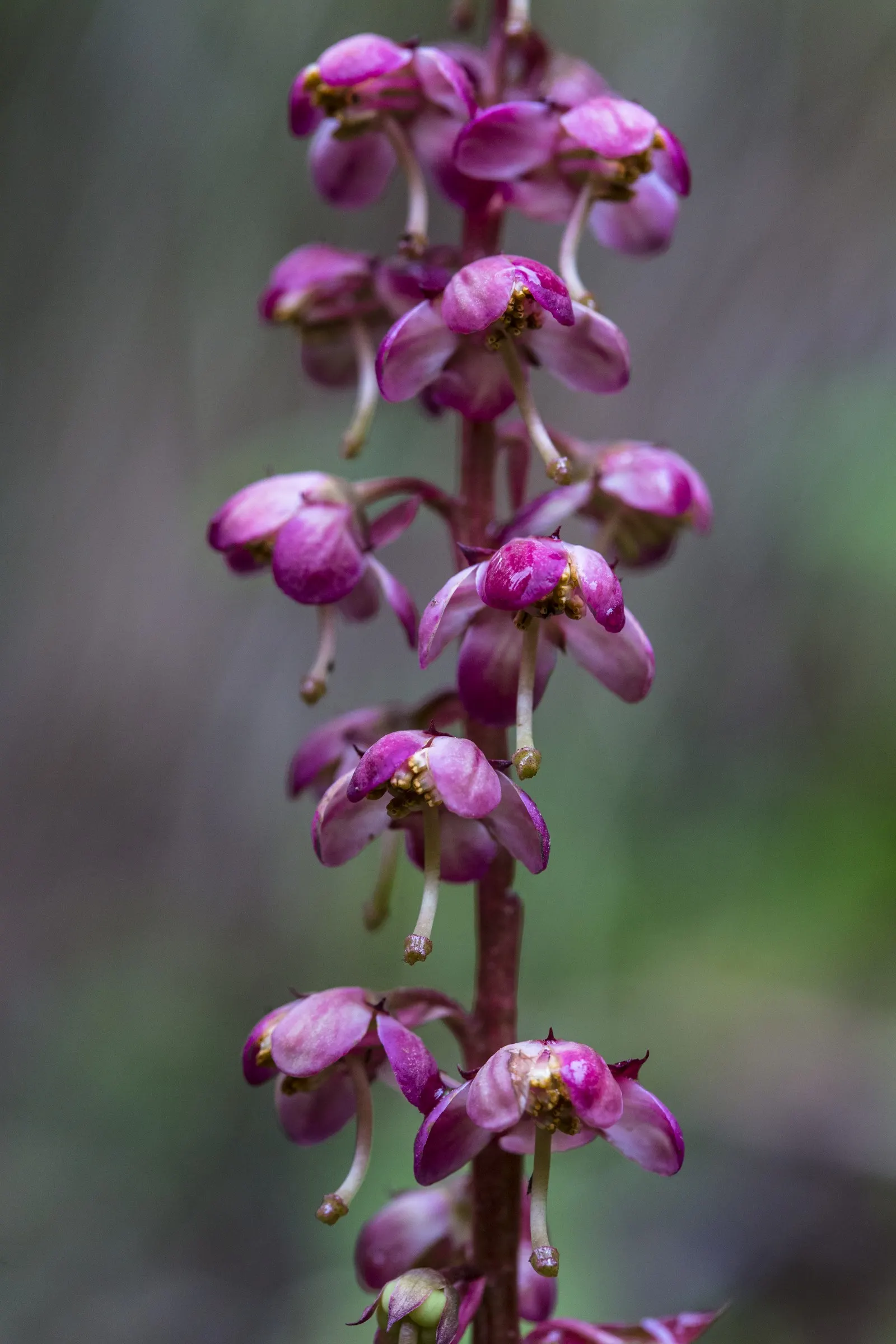 Creeping Wintergreen (Gaultheria Procumbens) — emit a delightful minty fragrance when crushed and turn a striking reddish bronze in the fall; it, image 60