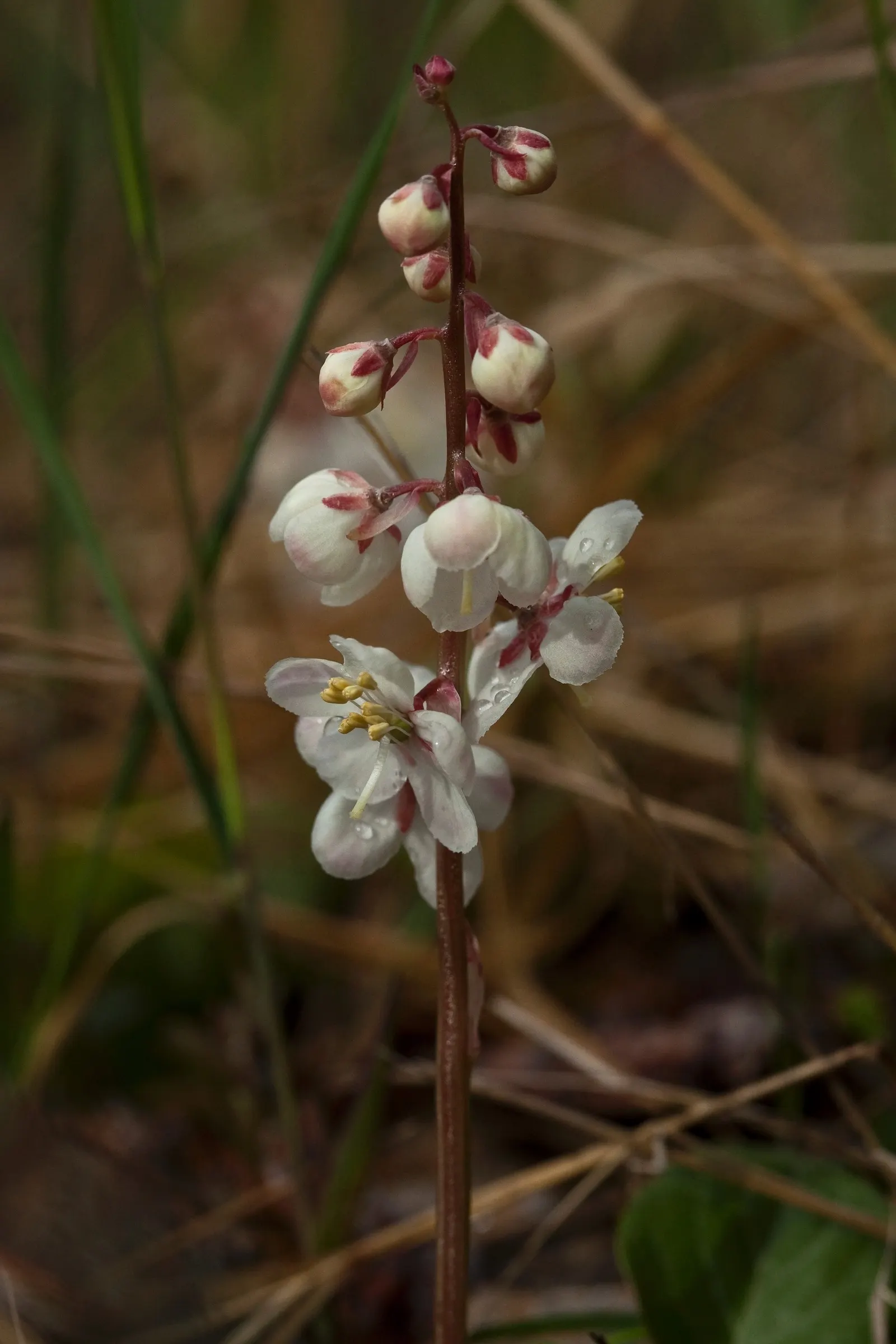 Creeping Wintergreen (Gaultheria Procumbens) — suppressing weeds and requiring minimal maintenance