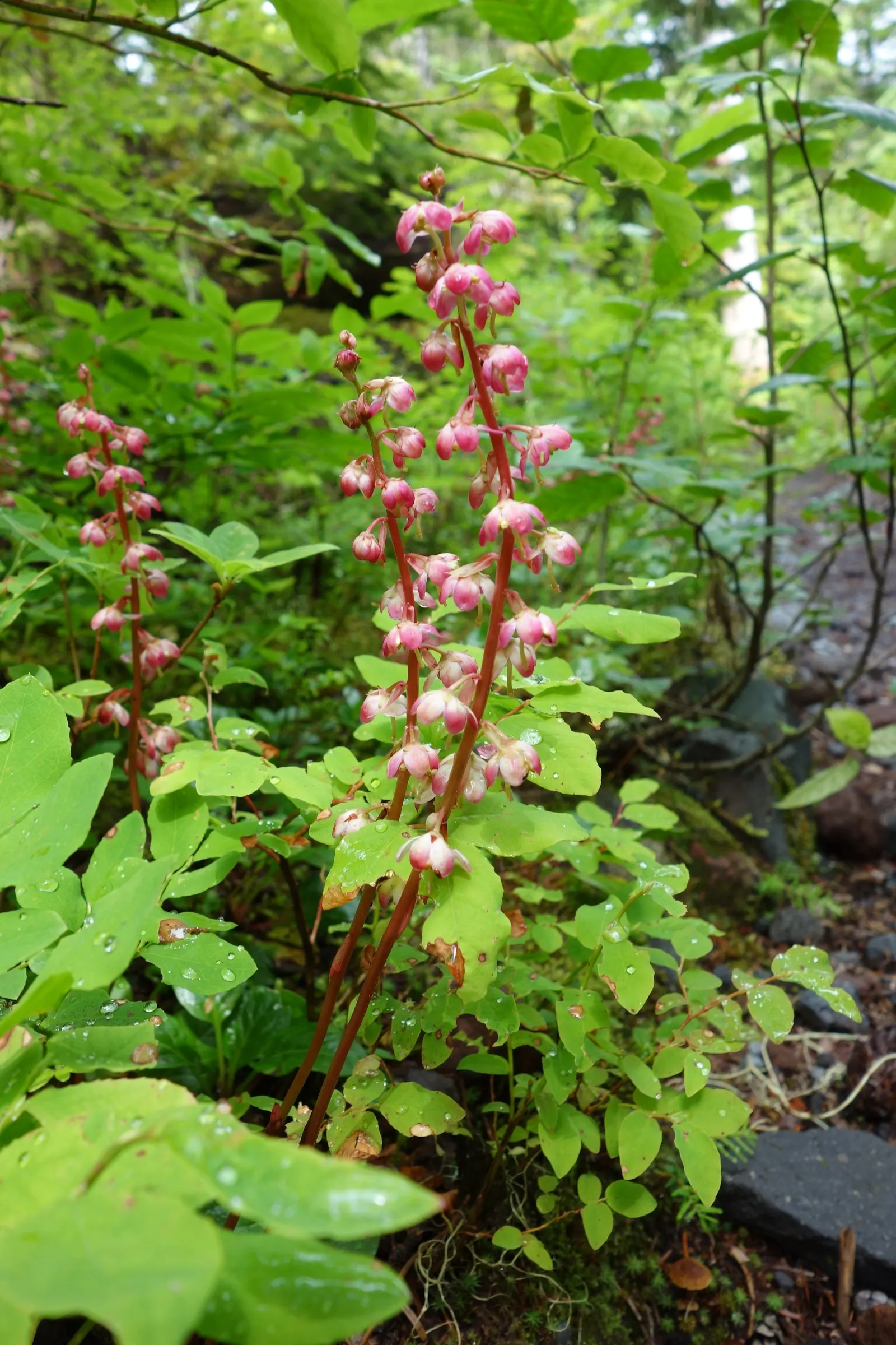 Creeping Wintergreen (Gaultheria Procumbens) — offering a combination of aesthetic appeal and practical benefits