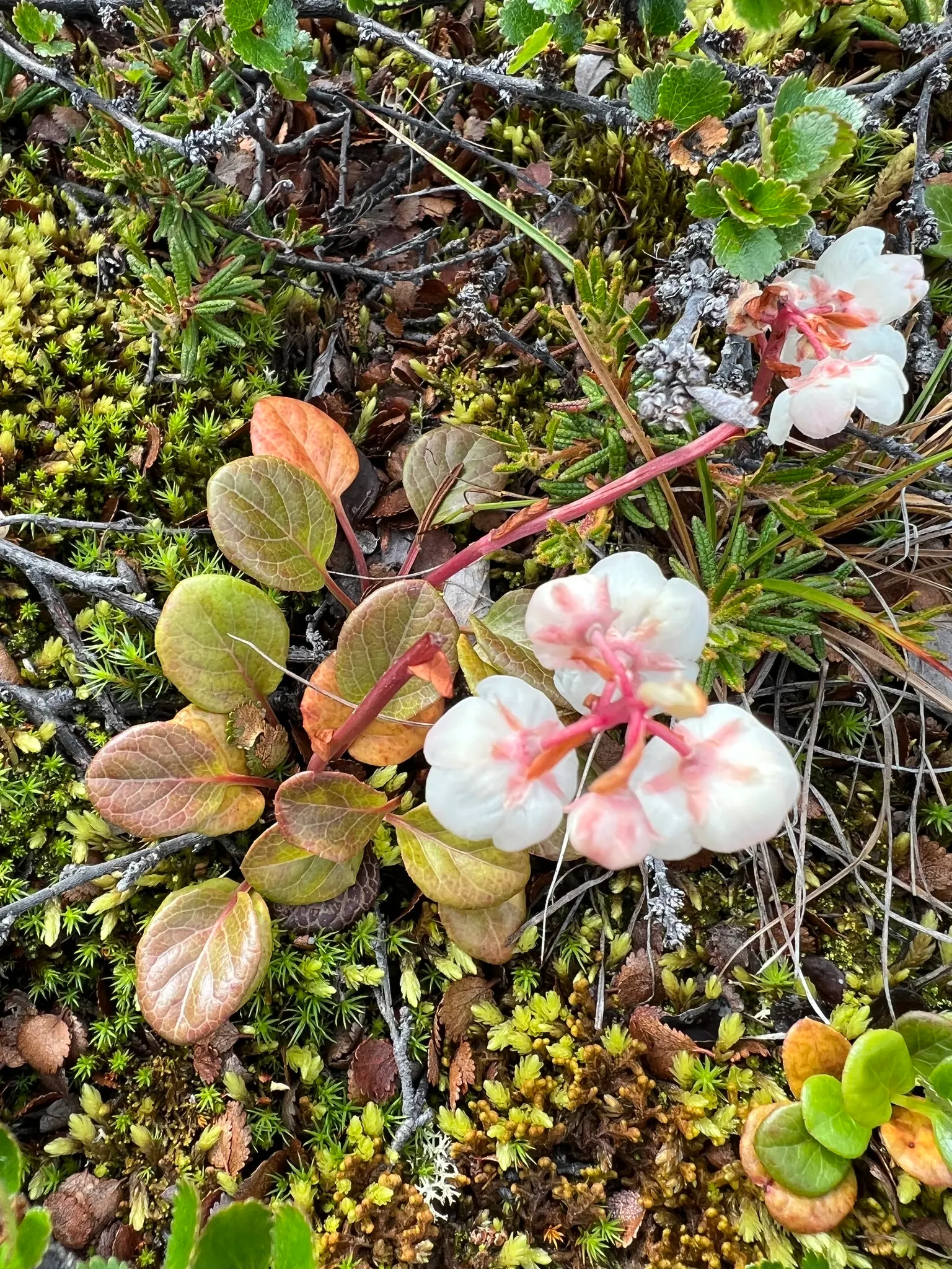 Creeping Wintergreen (Gaultheria Procumbens) — adding multi-sensory appeal to gardens; ground cover / shrub for full or half or shade