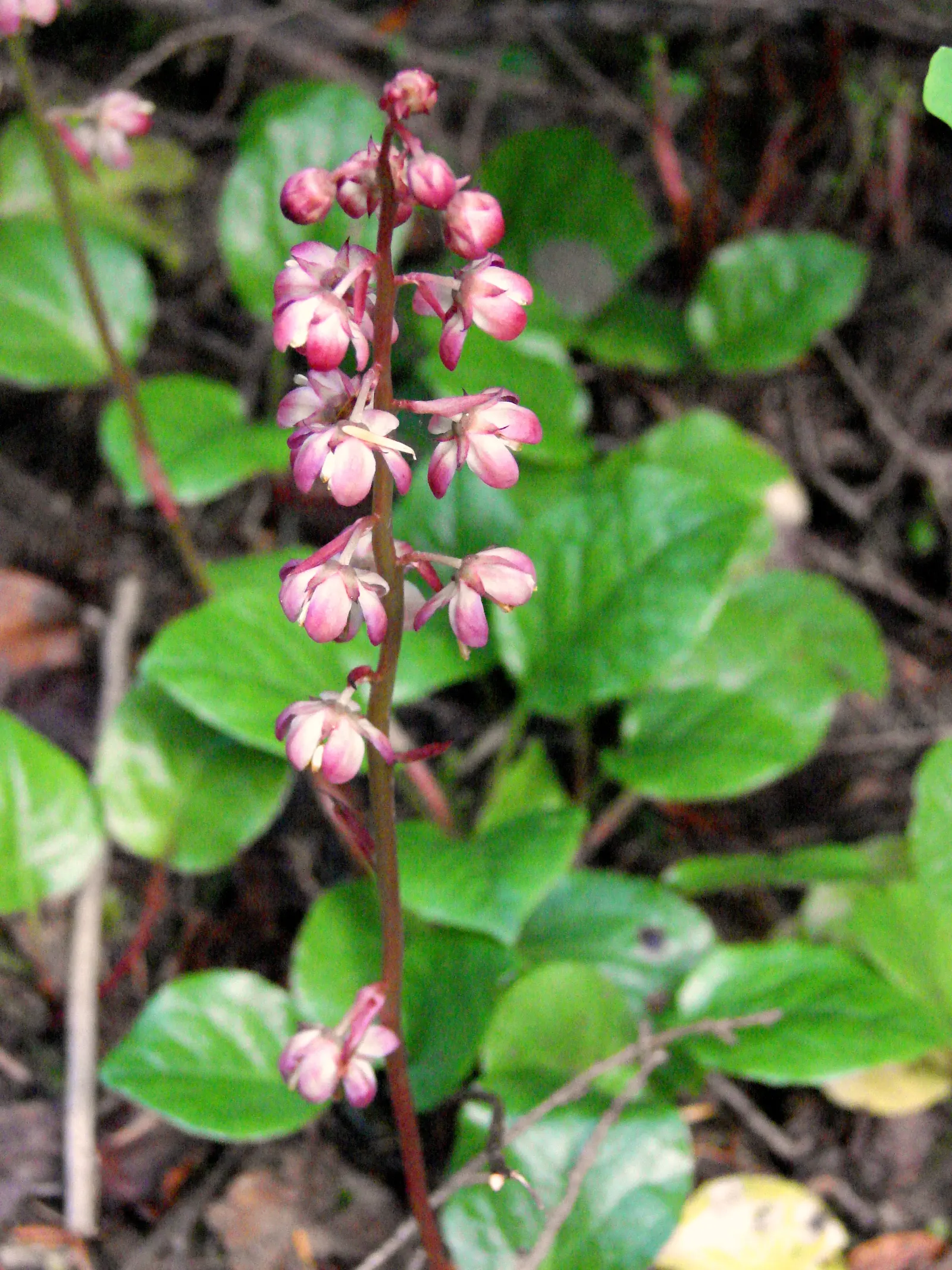 Creeping Wintergreen (Gaultheria Procumbens) — It bears glossy, oval leaves and white, bell-shaped flowers that give way to edible, scarlet berries, image 72