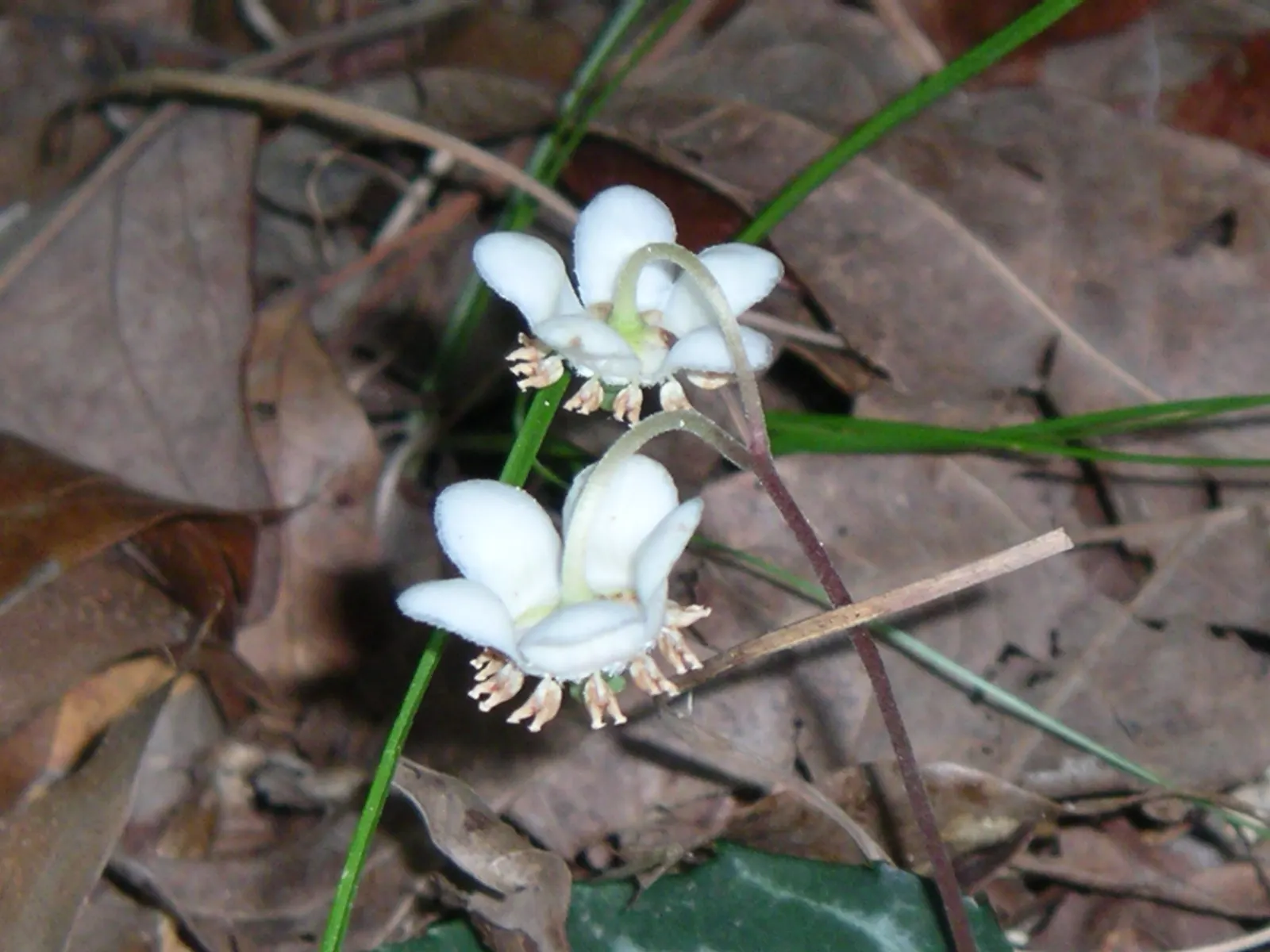 Creeping Wintergreen (Gaultheria Procumbens) — It bears glossy, oval leaves and white, bell-shaped flowers that give way to edible, scarlet berries, image 49