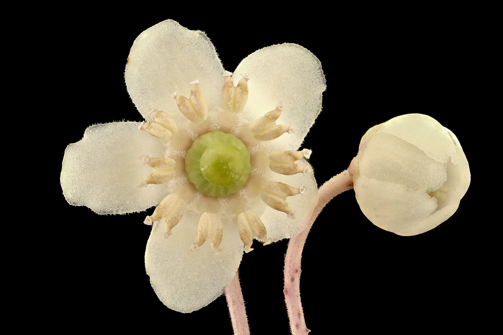 Creeping Wintergreen (Gaultheria Procumbens) — These berries are not only visually appealing but are edible and often used to flavor candies and, image 62