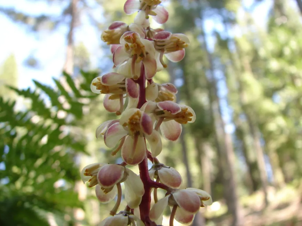 Creeping Wintergreen (Gaultheria Procumbens) — ground cover / shrub for full or half or shade