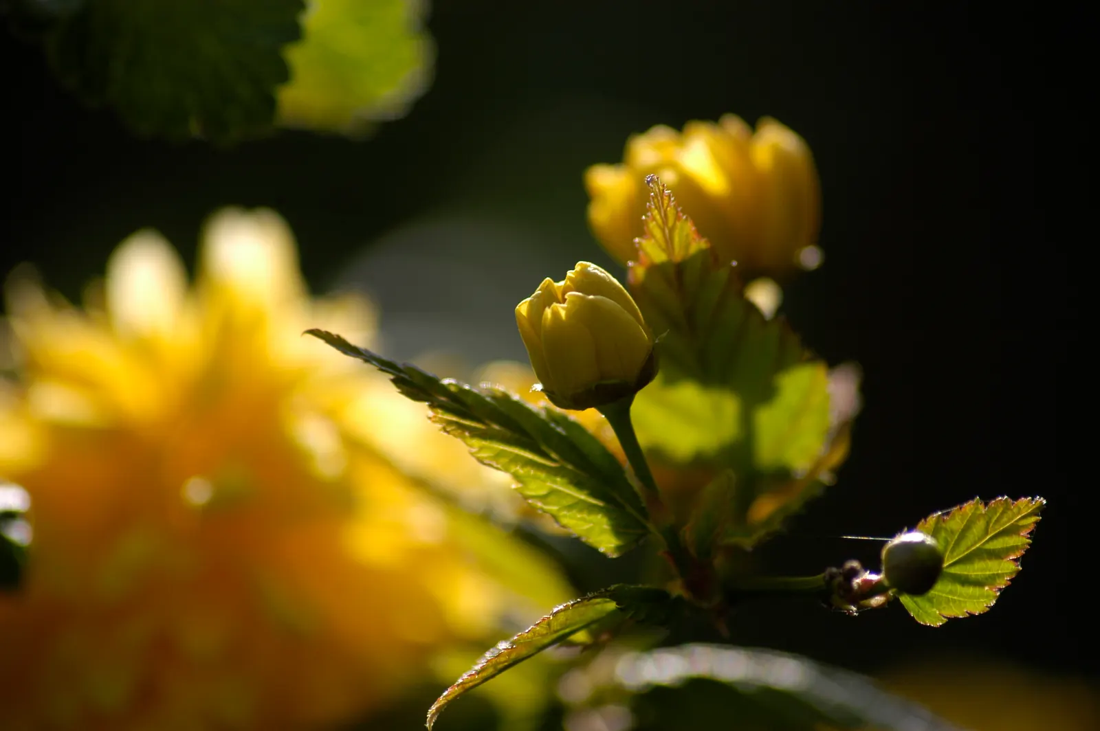 Japanese Double Kerria, Kerrybush (Kerria Japonica 'Pleniflora') — is a vibrant deciduous shrub with a height and spread of approximately 5-6 feet