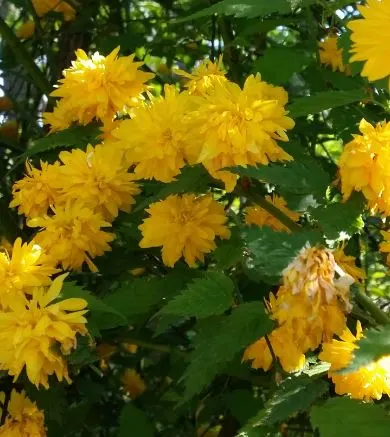 Japanese Double Kerria, Kerrybush (Kerria Japonica 'Pleniflora') — Its vibrant green, slender branches maintain winter interest in zones 4-9