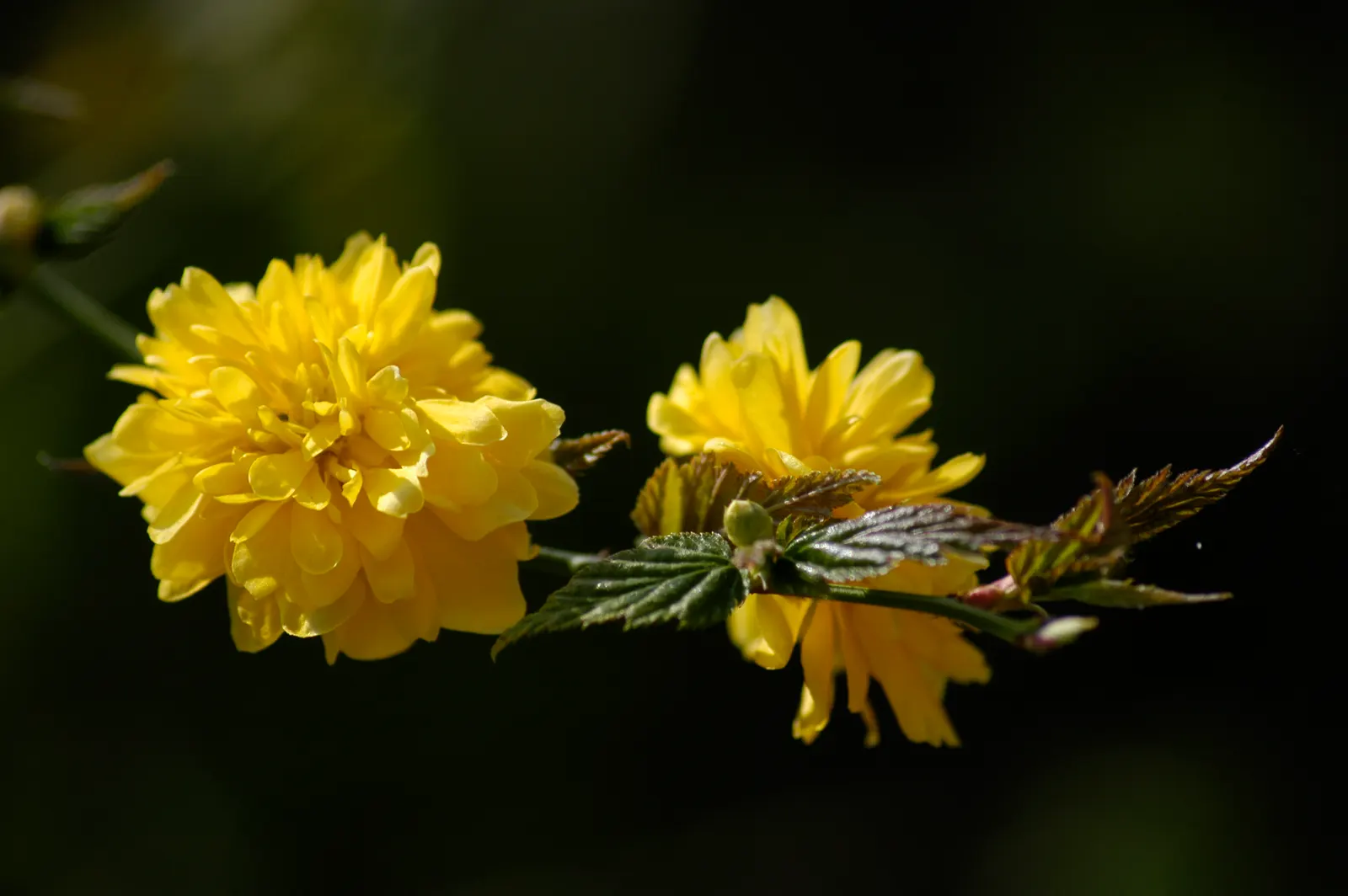 Japanese Double Kerria, Kerrybush (Kerria Japonica 'Pleniflora') — it blooms profusely in the spring with sparse rebloom in summer