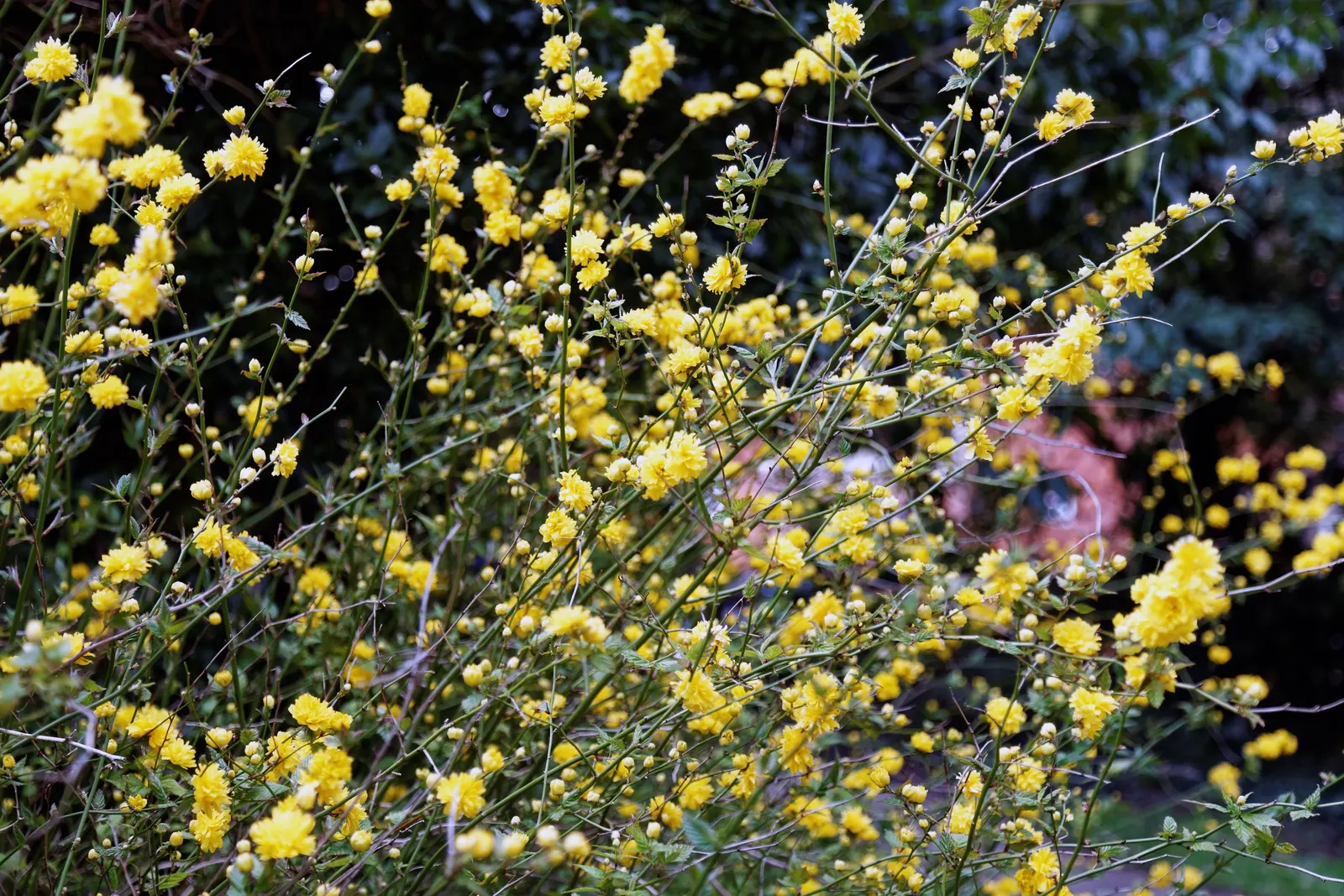 Japanese Double Kerria, Kerrybush (Kerria Japonica 'Pleniflora') — Prefers partial shade and well-drained soil